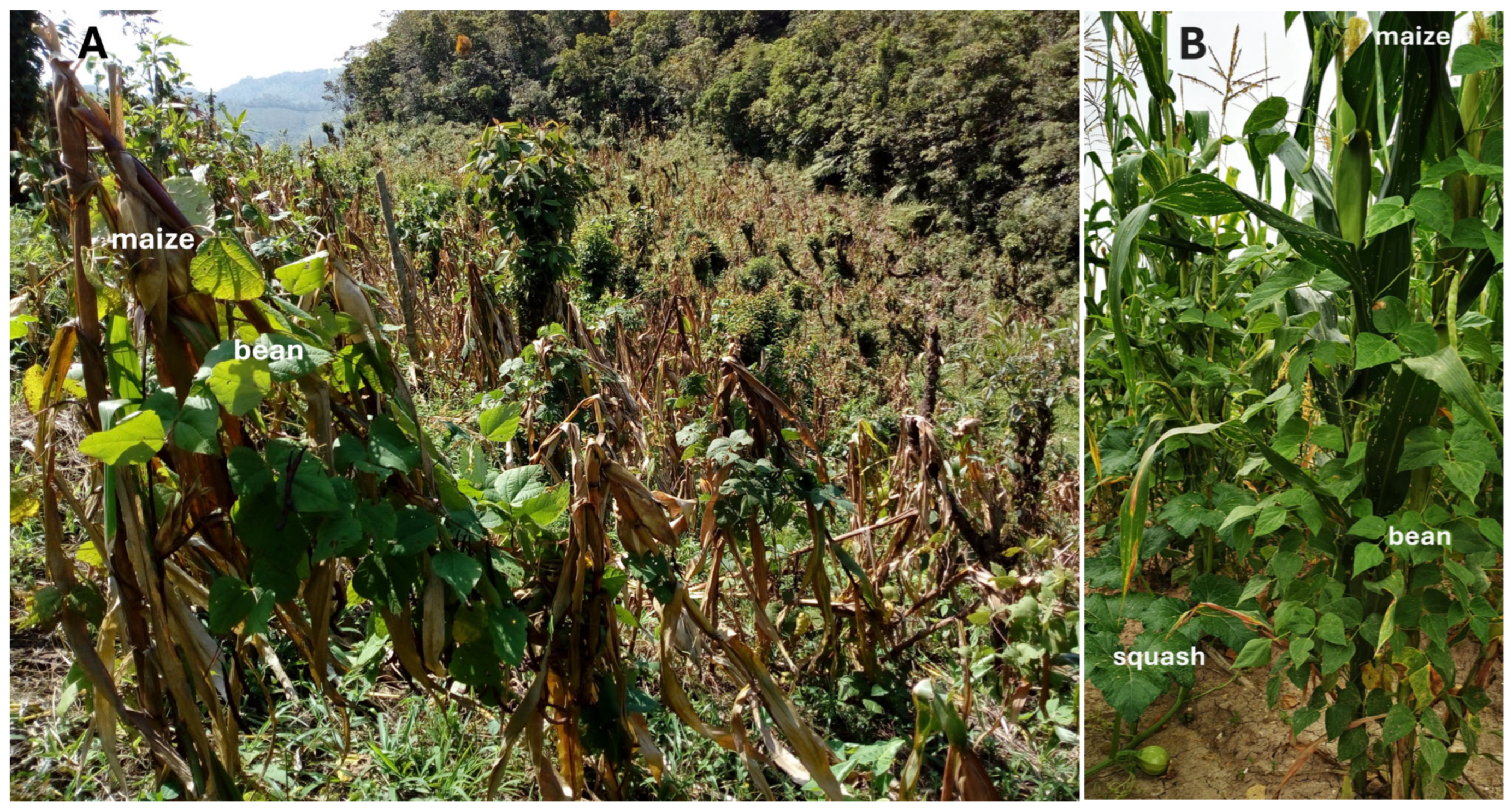 Agriculture 15 01737 g001 Agriculture 15 01737 g001