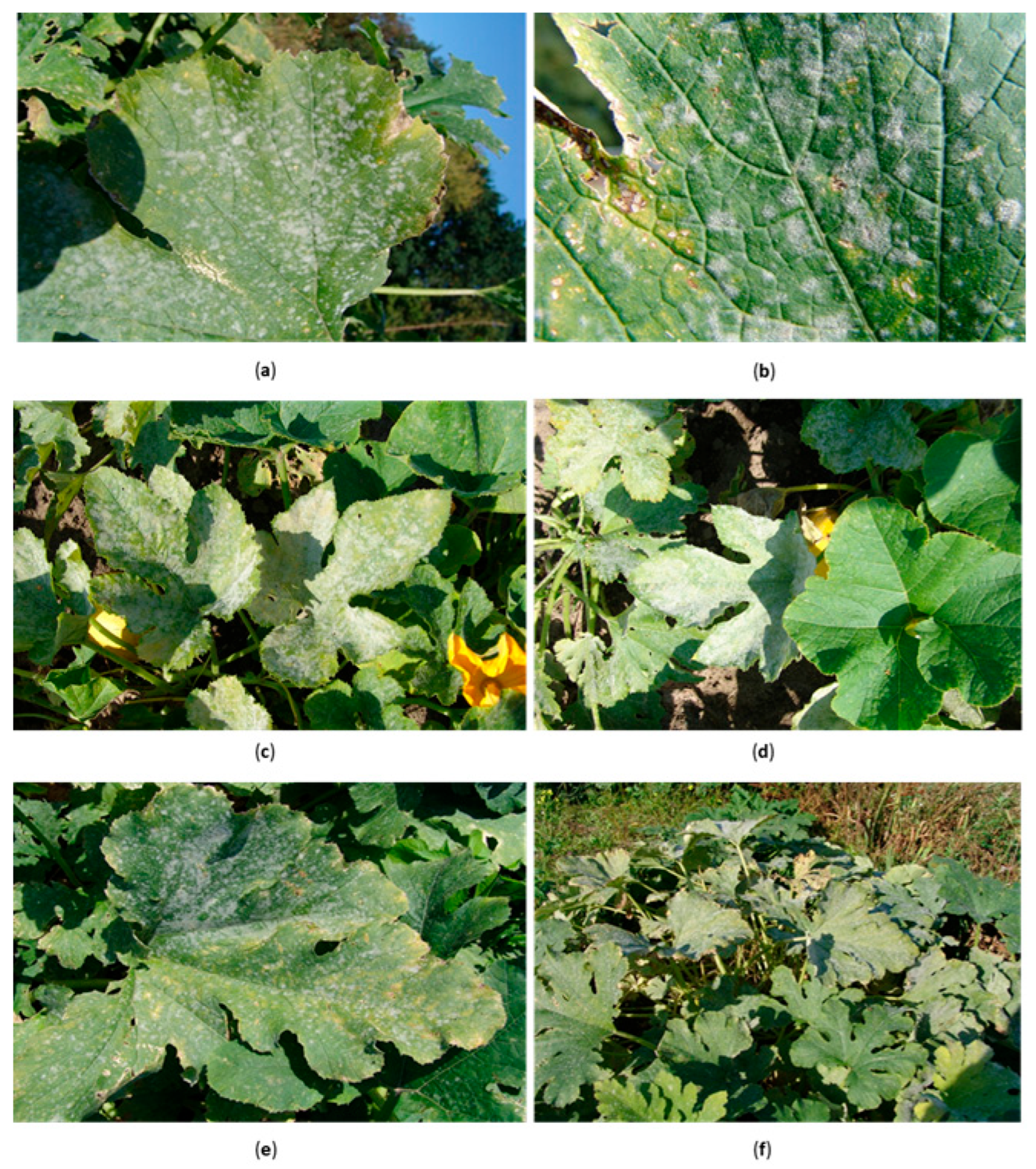 Agriculture 15 01743 g001