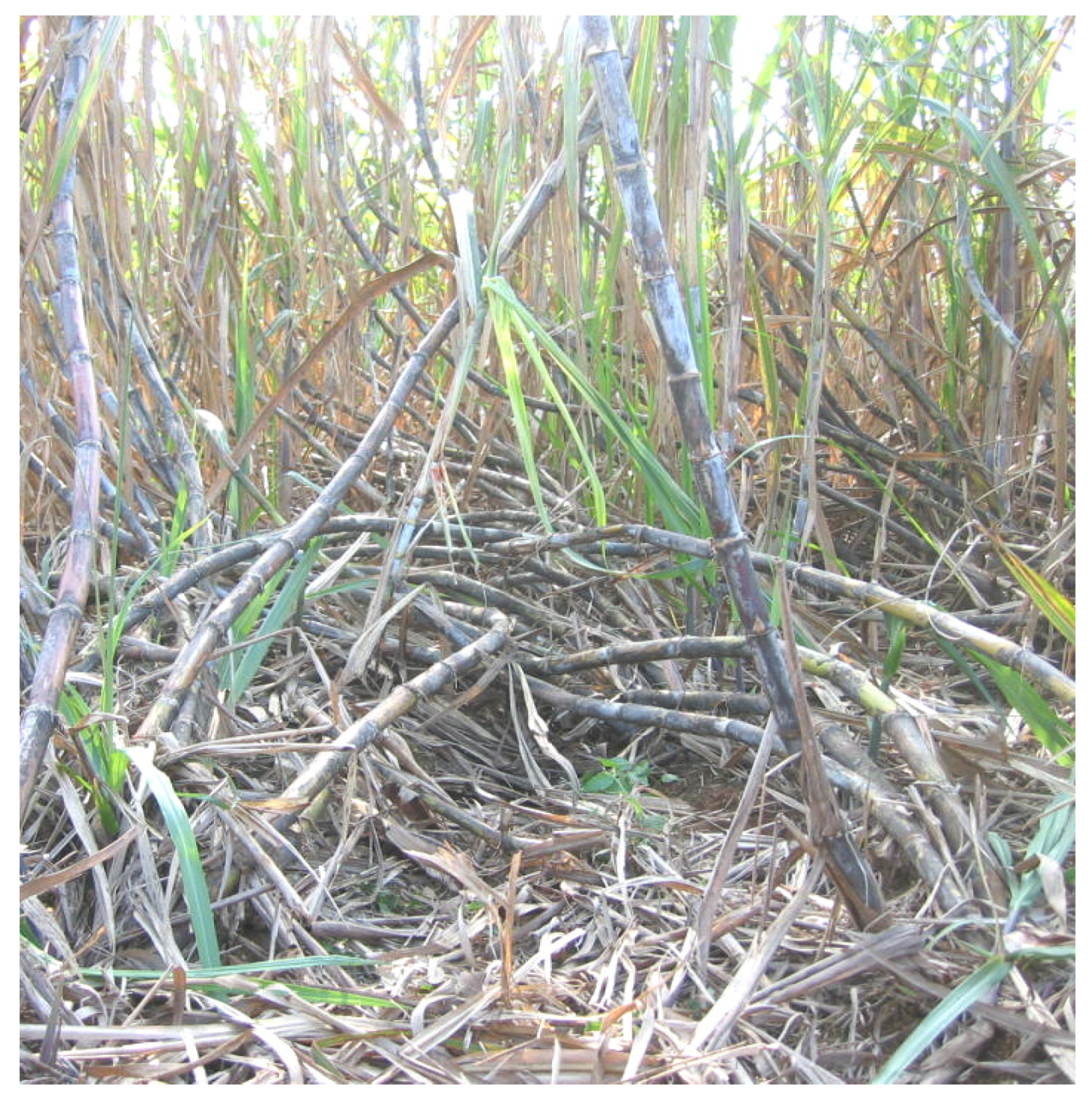 Agriculture 15 01759 g001