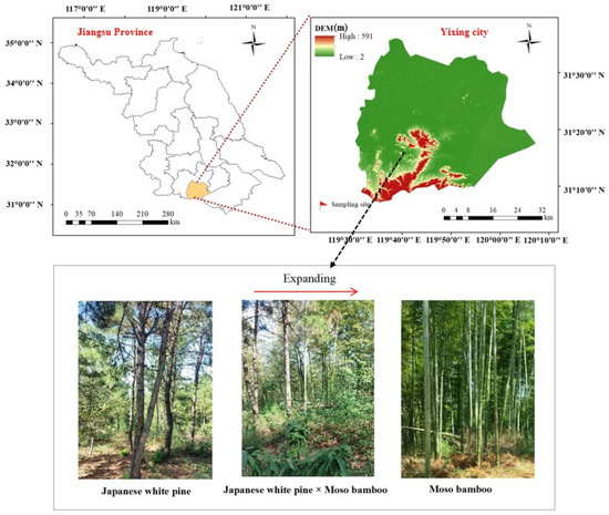 Peak Soil Erosion Risk in Mixed Forests: A Critical Transition
