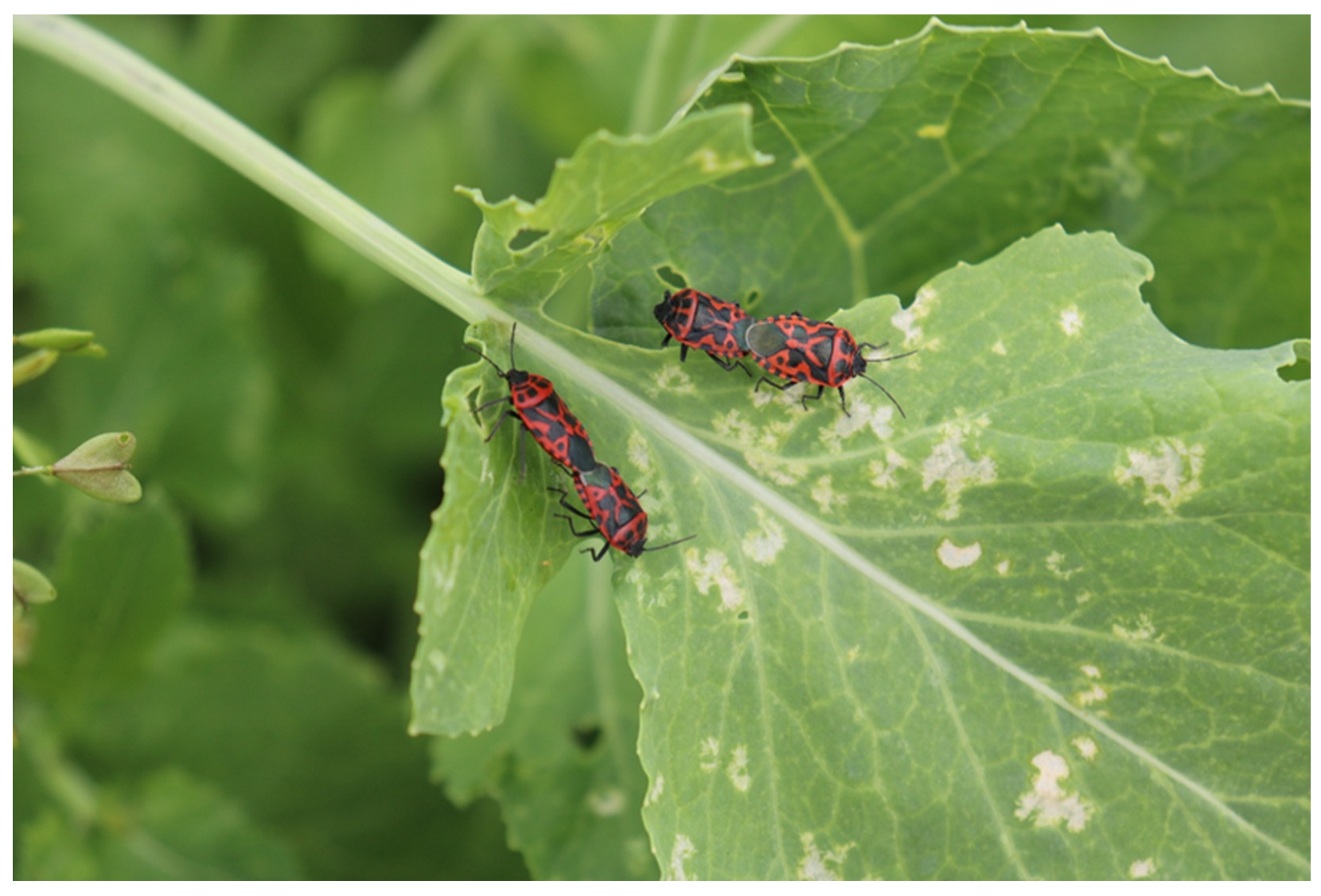 Agriculture 15 01779 g001