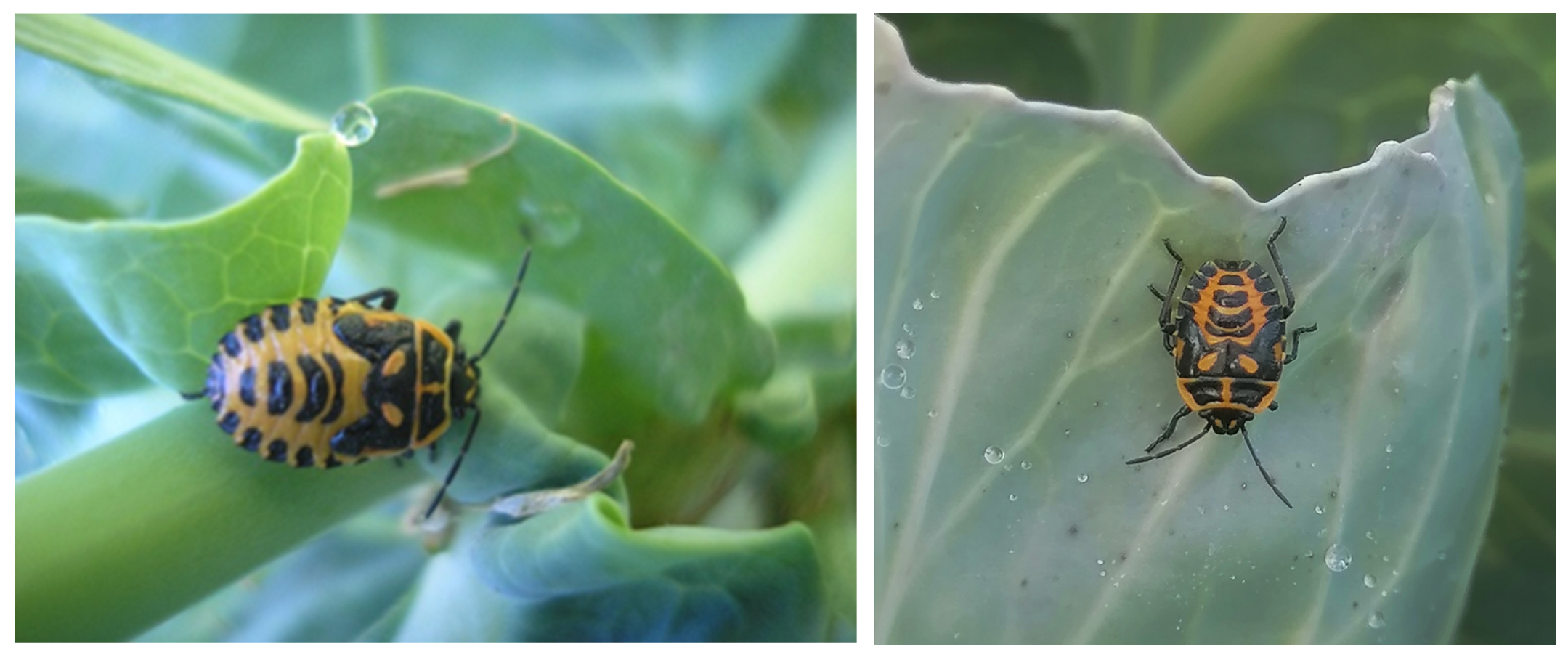 Agriculture 15 01779 g002