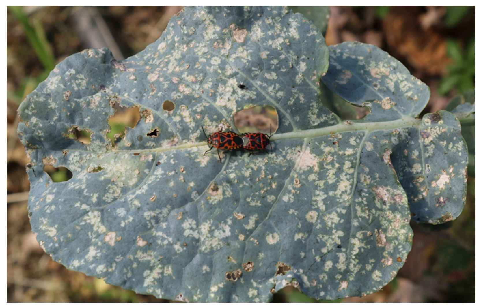 Agriculture 15 01779 g004