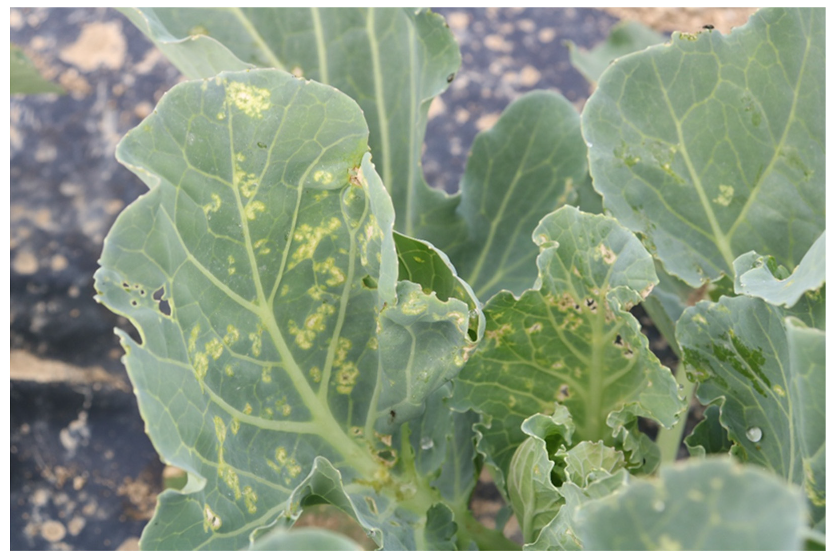 Agriculture 15 01779 g005