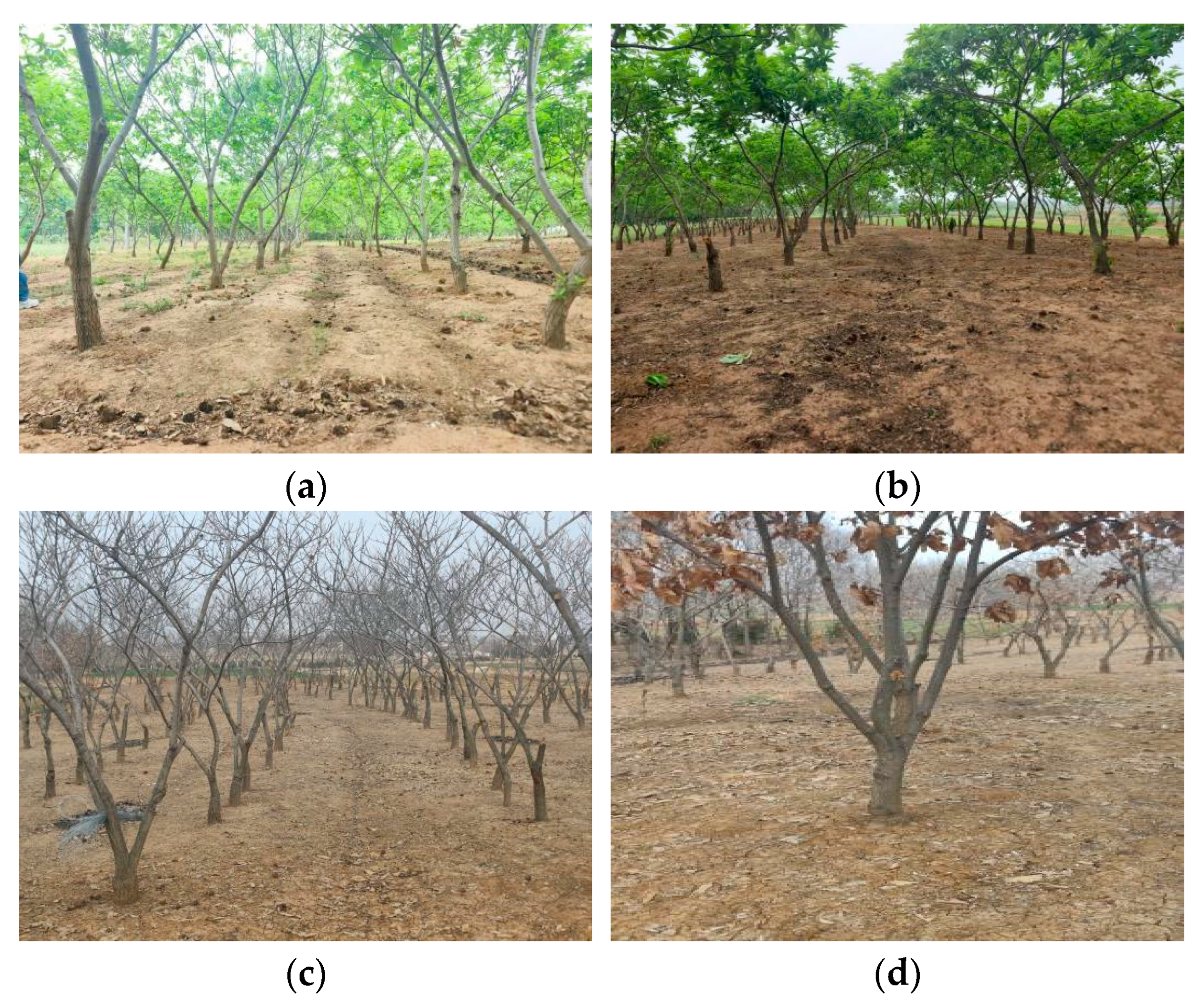 Agriculture 15 01786 g003 Agriculture 15 01786 g003