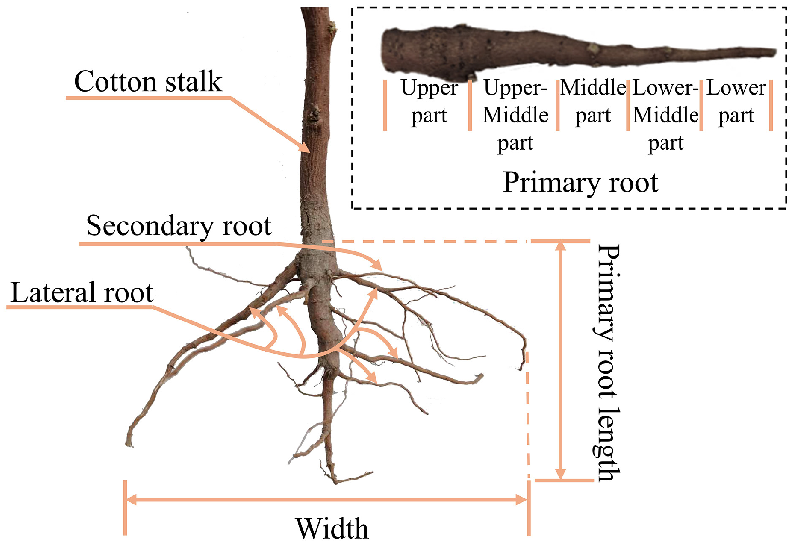 Agriculture 15 01827 g001 Agriculture 15 01827 g001