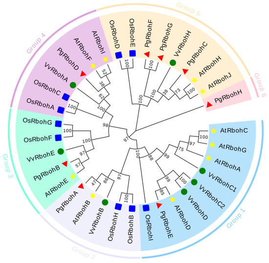 Genome-Wide Identification and Cold Stress Response Analysis of