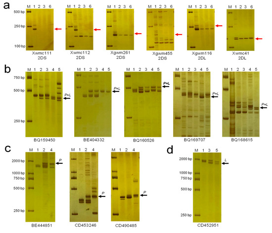 Identification and Comparative Analysis of Genetic Effects