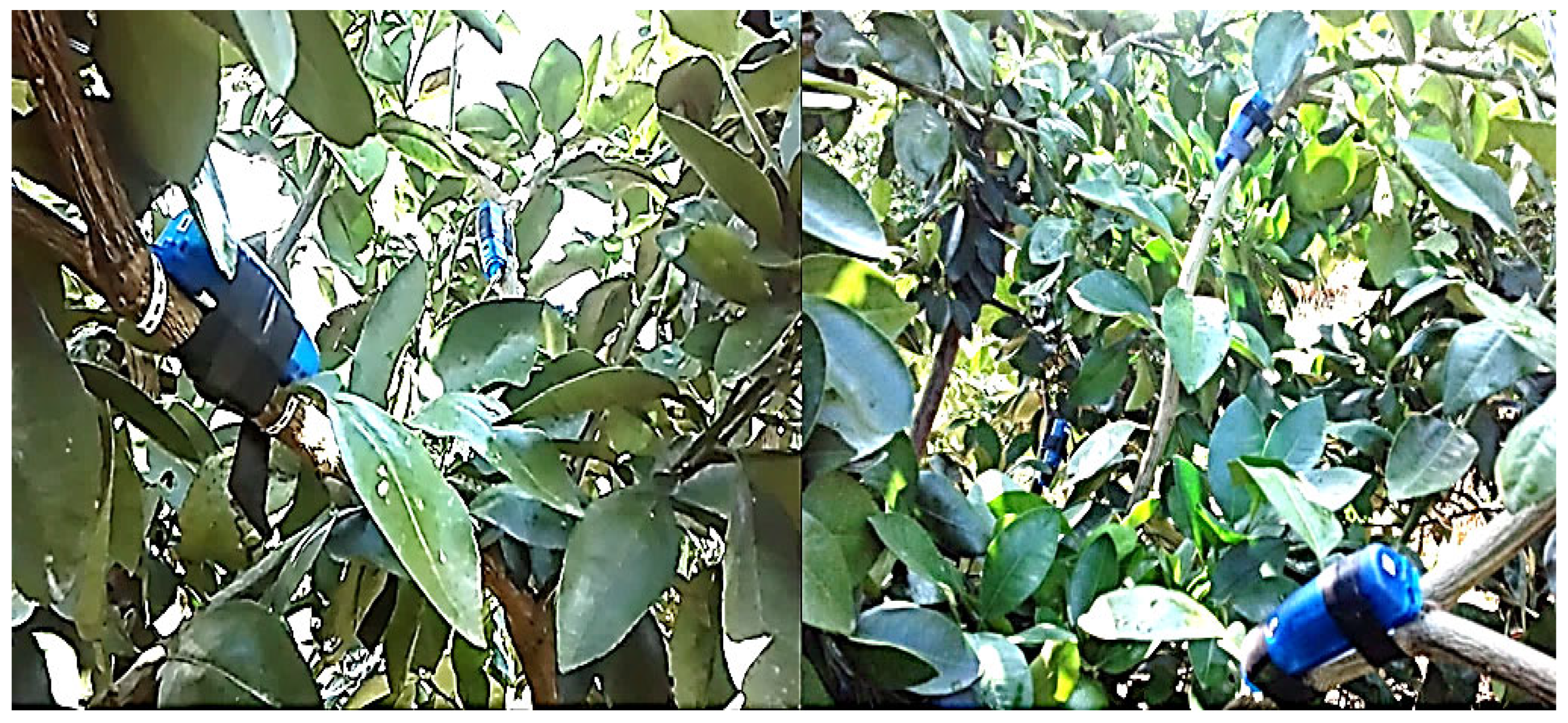 Agriculture 15 01930 g004