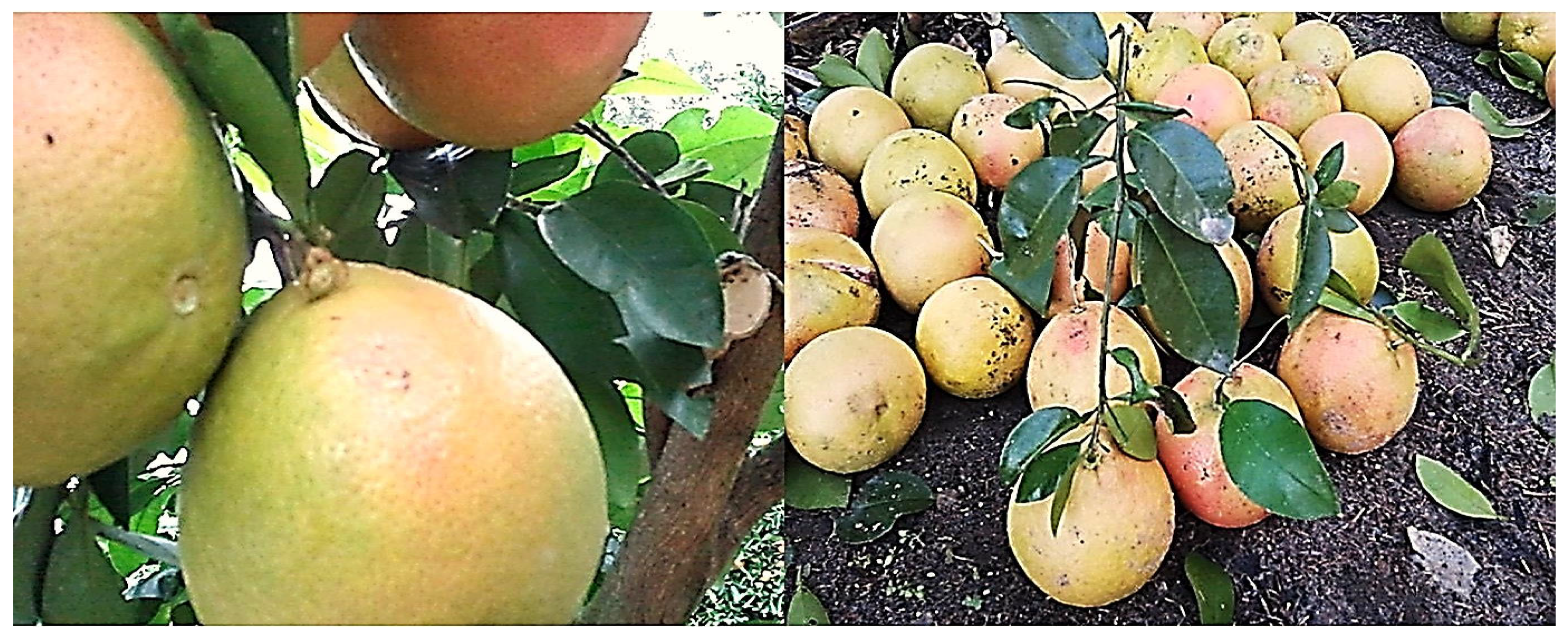 Agriculture 15 01930 g005