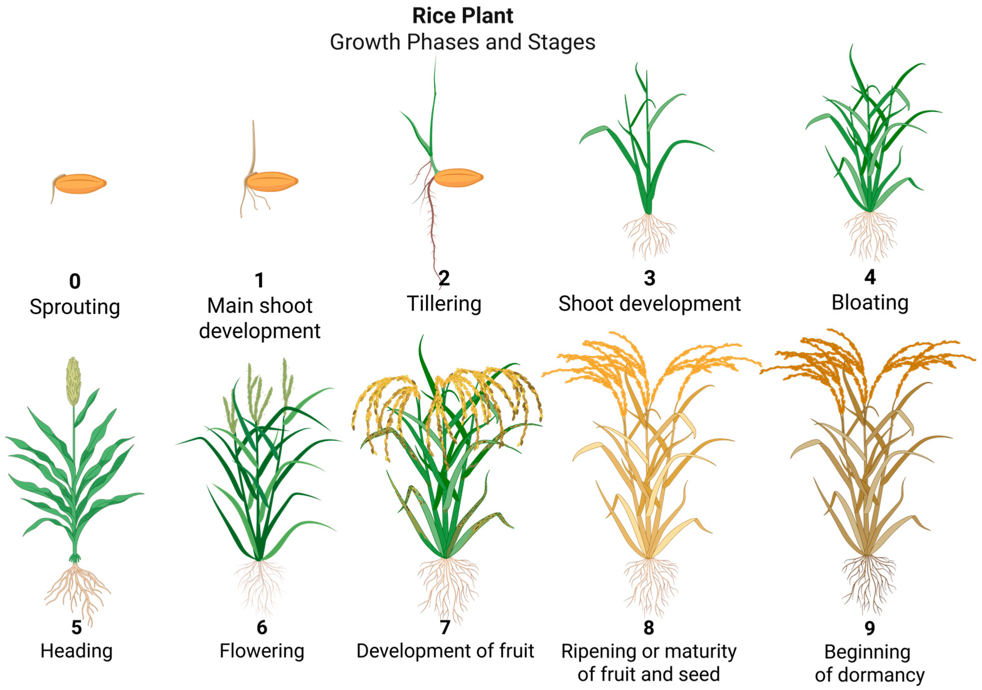 Agriculture 15 01944 g001 Agriculture 15 01944 g001