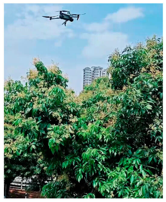 Research on a UAV-Based Litchi Flower Cluster Detection Method