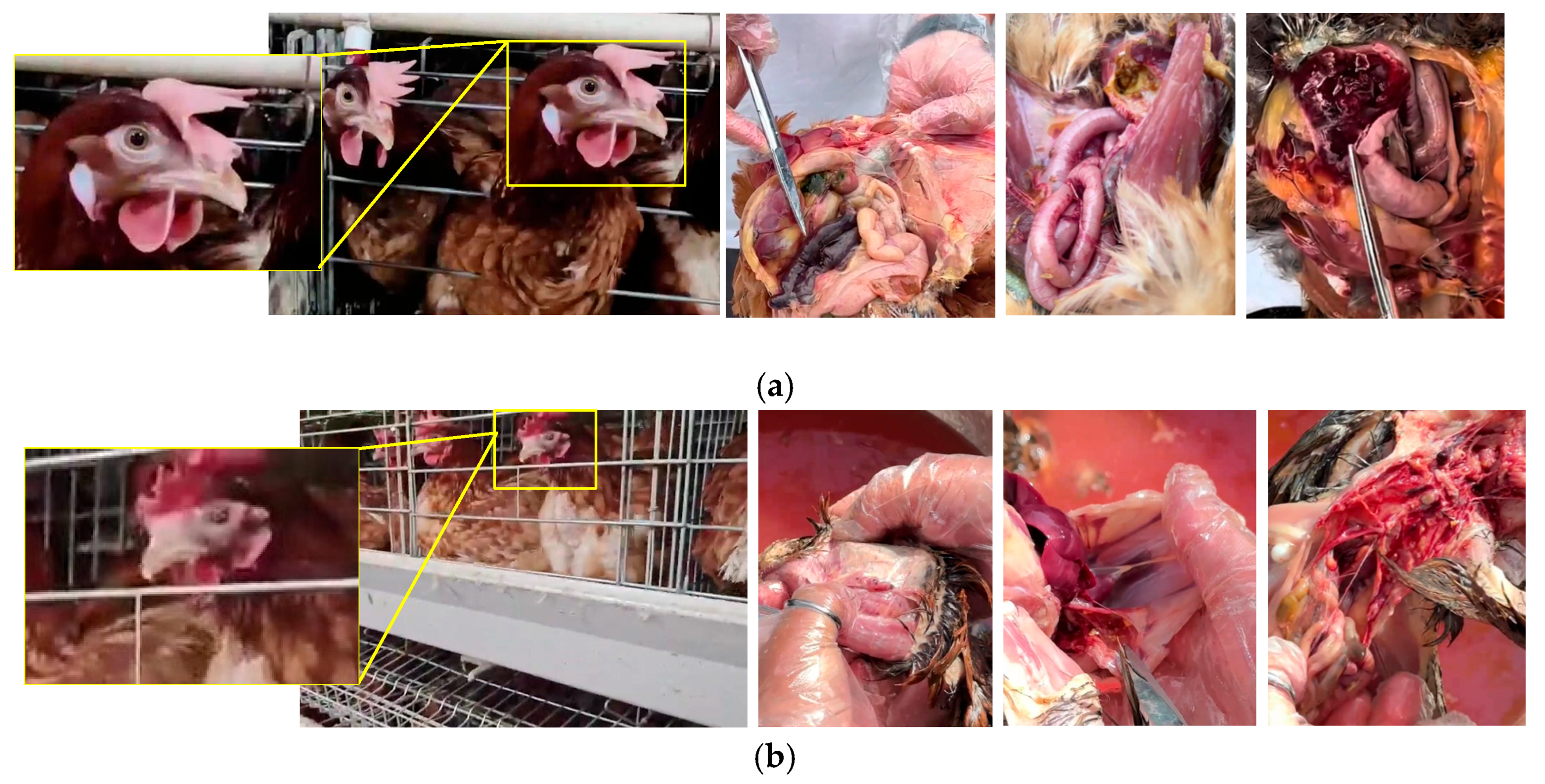 Agriculture 15 01996 g002a Agriculture 15 01996 g002a