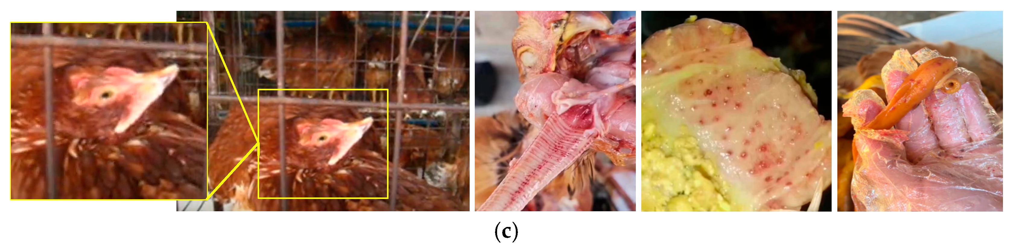 Agriculture 15 01996 g002b Agriculture 15 01996 g002b