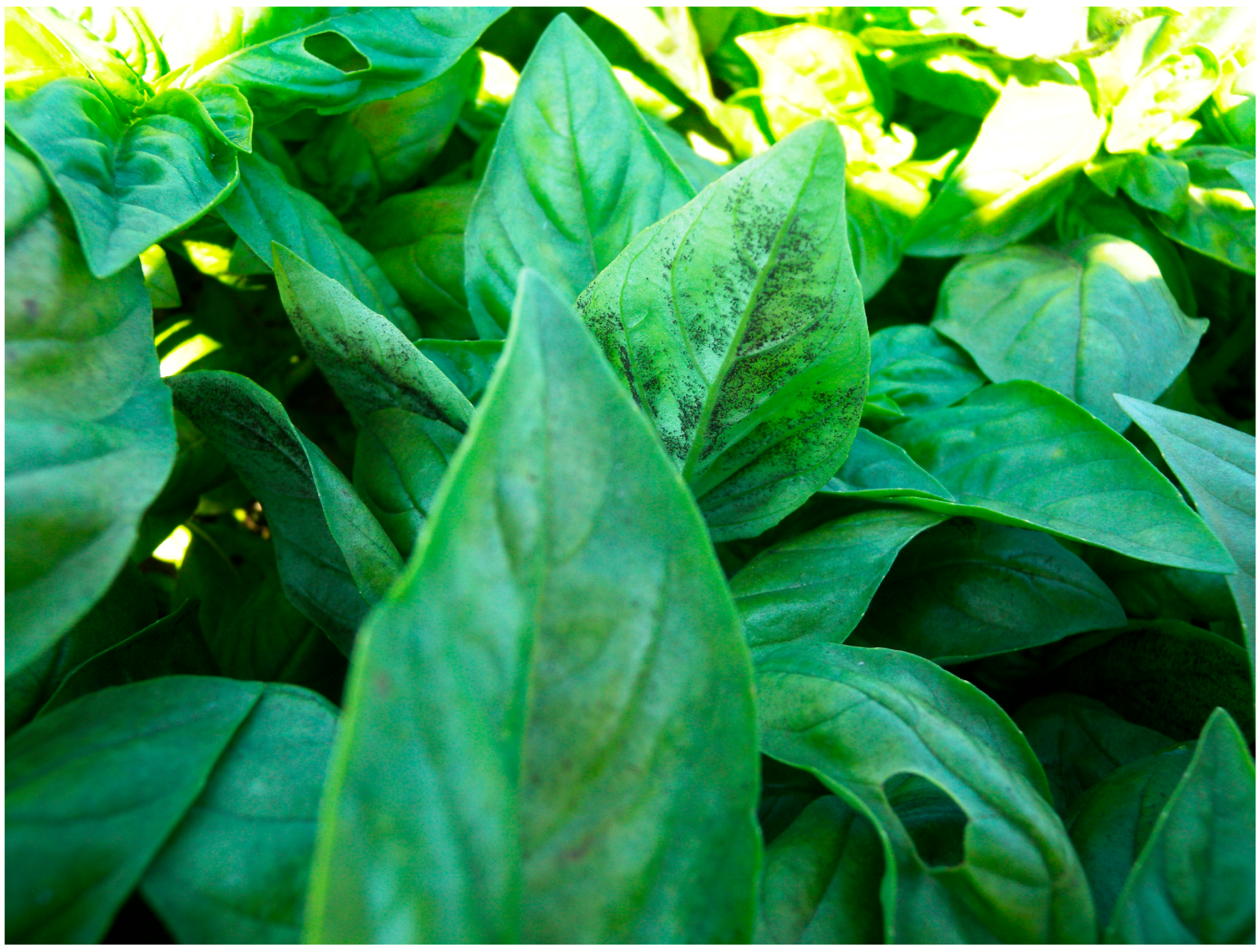 Agriculture 15 01999 g002 Agriculture 15 01999 g002