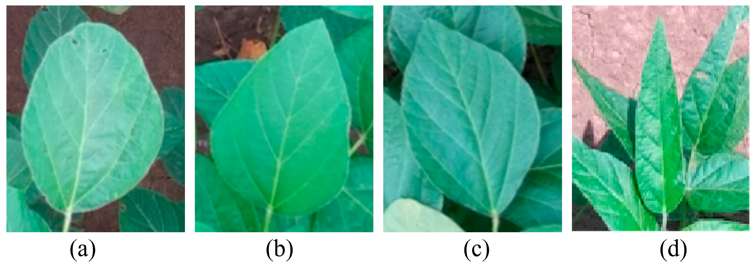 Agriculture 15 02001 g004 Agriculture 15 02001 g004