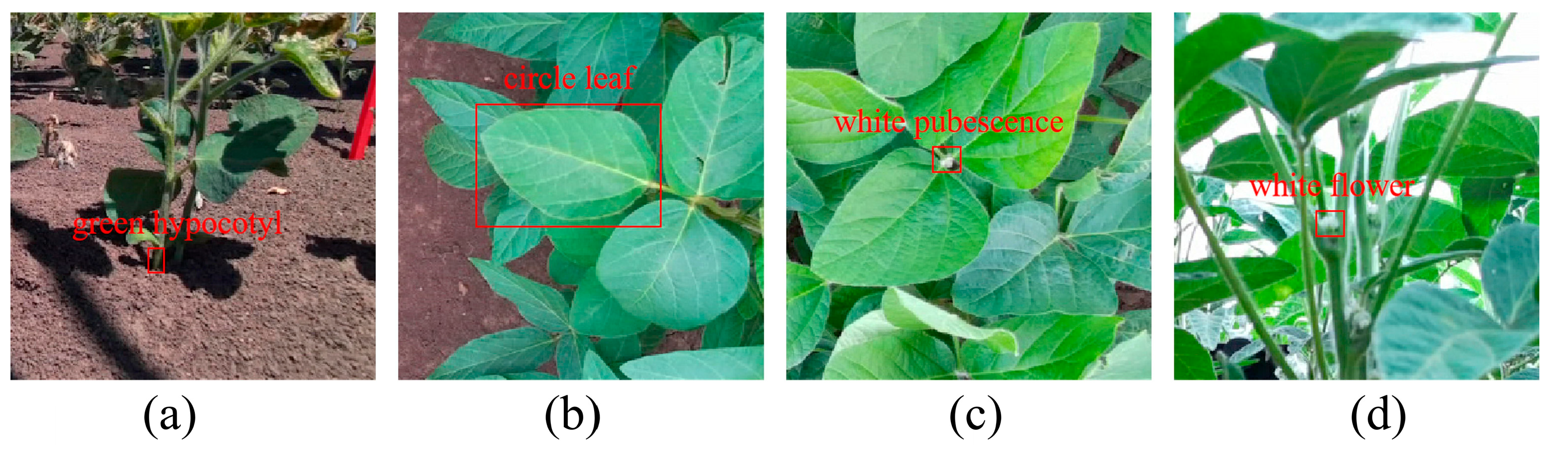 Agriculture 15 02001 g005 Agriculture 15 02001 g005