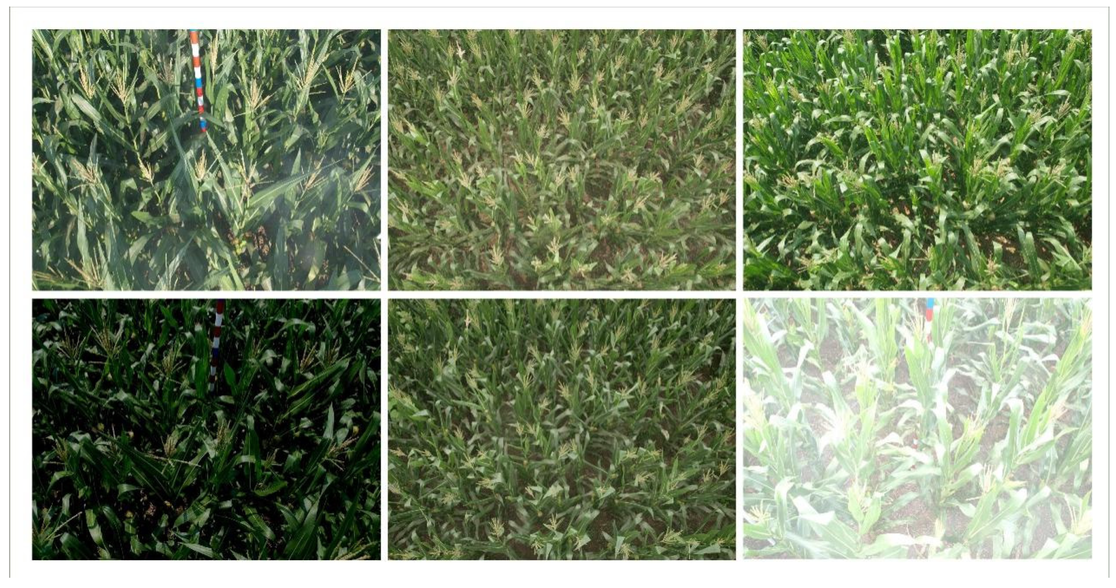 Agriculture 15 02036 g011