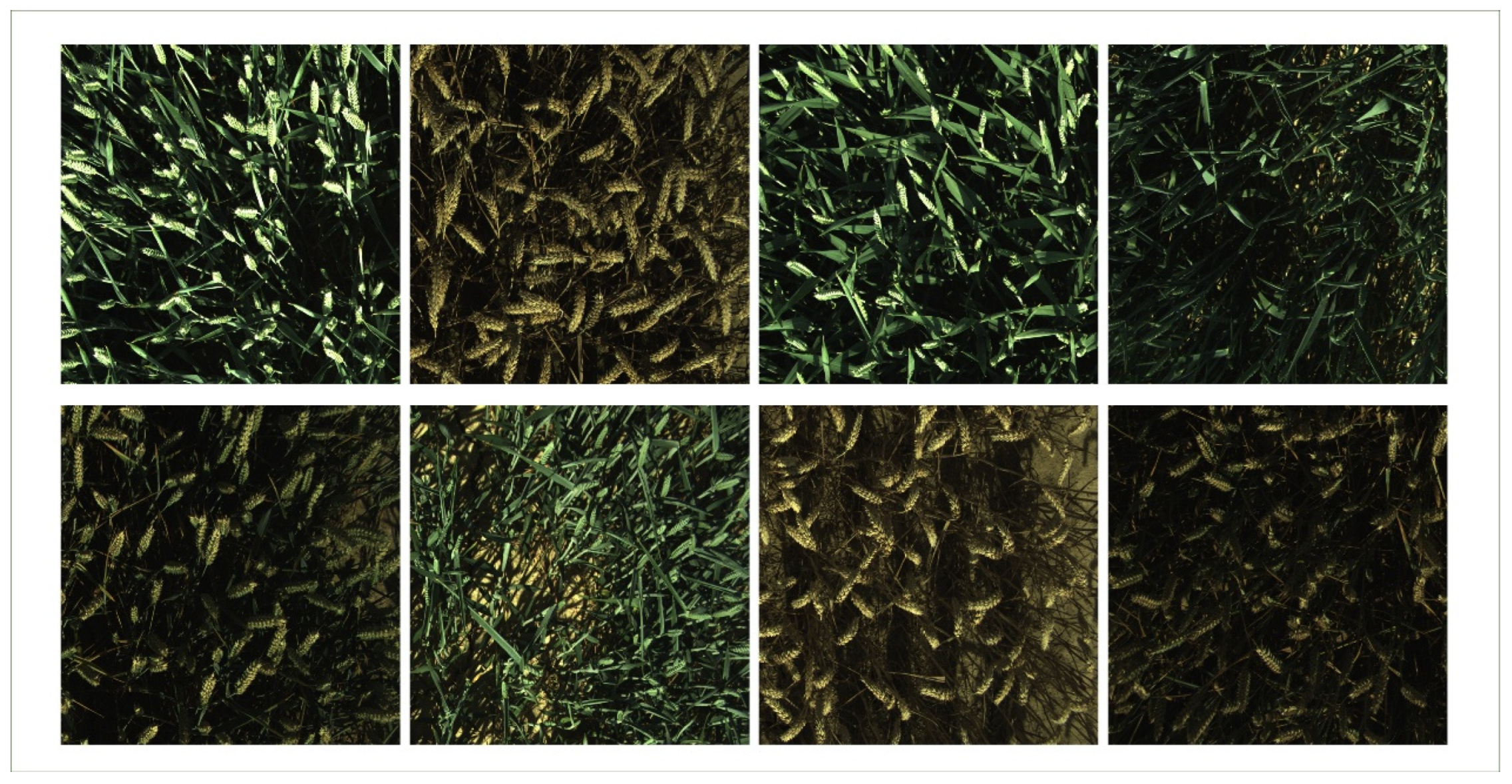 Agriculture 15 02036 g012