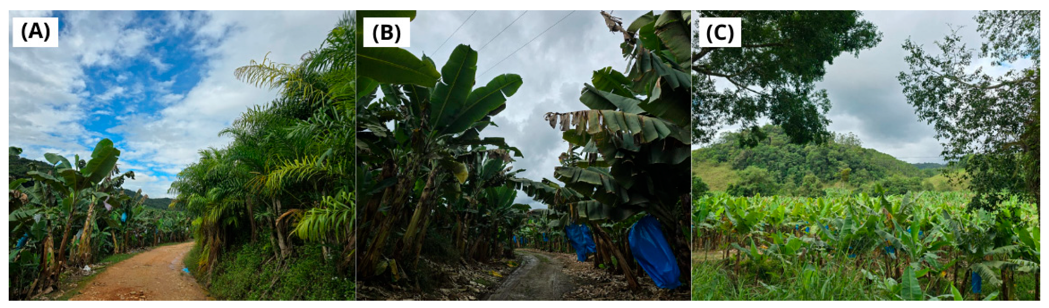 Agriculture 15 02052 g005 Agriculture 15 02052 g005