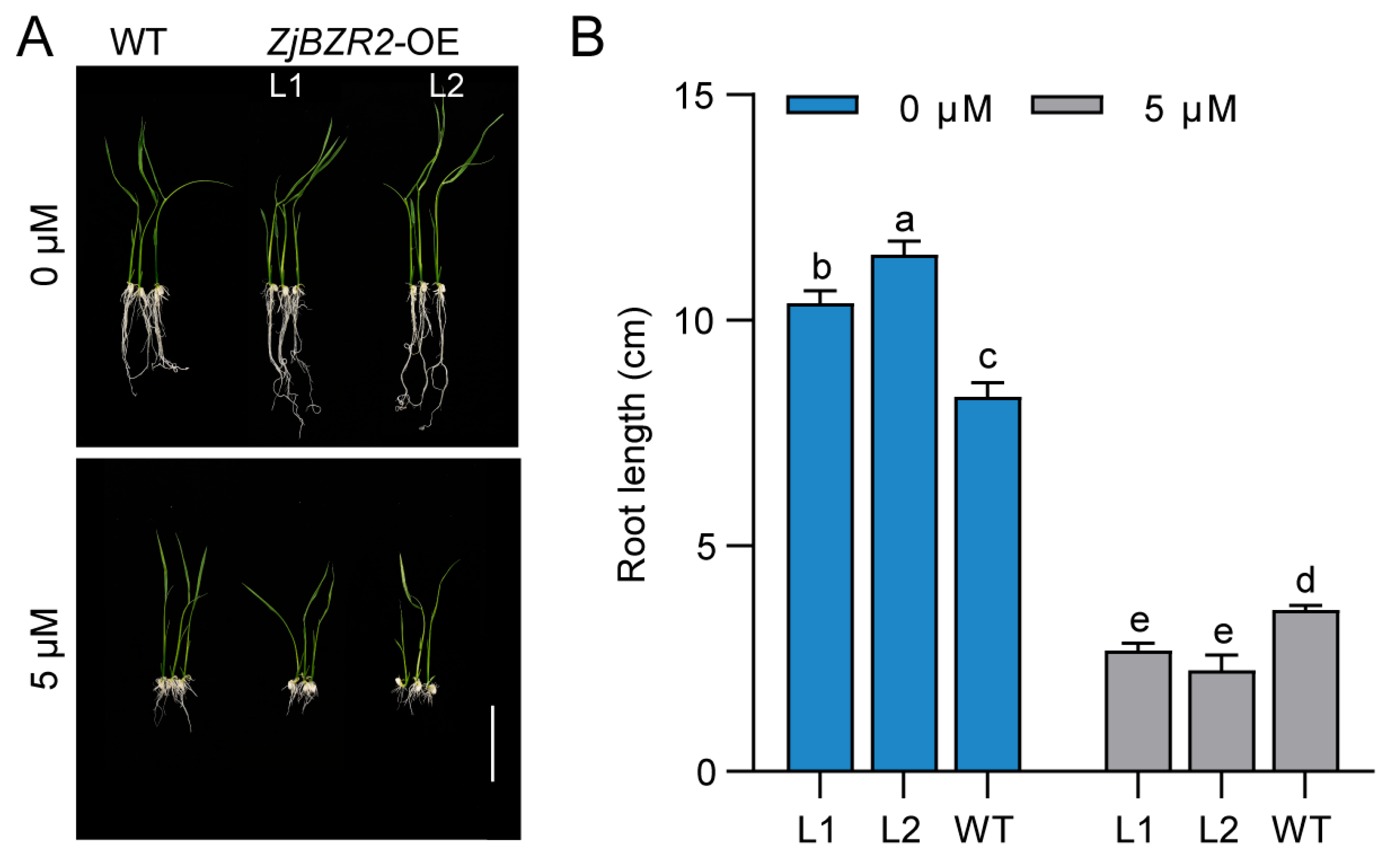 Agriculture 15 02091 g006
