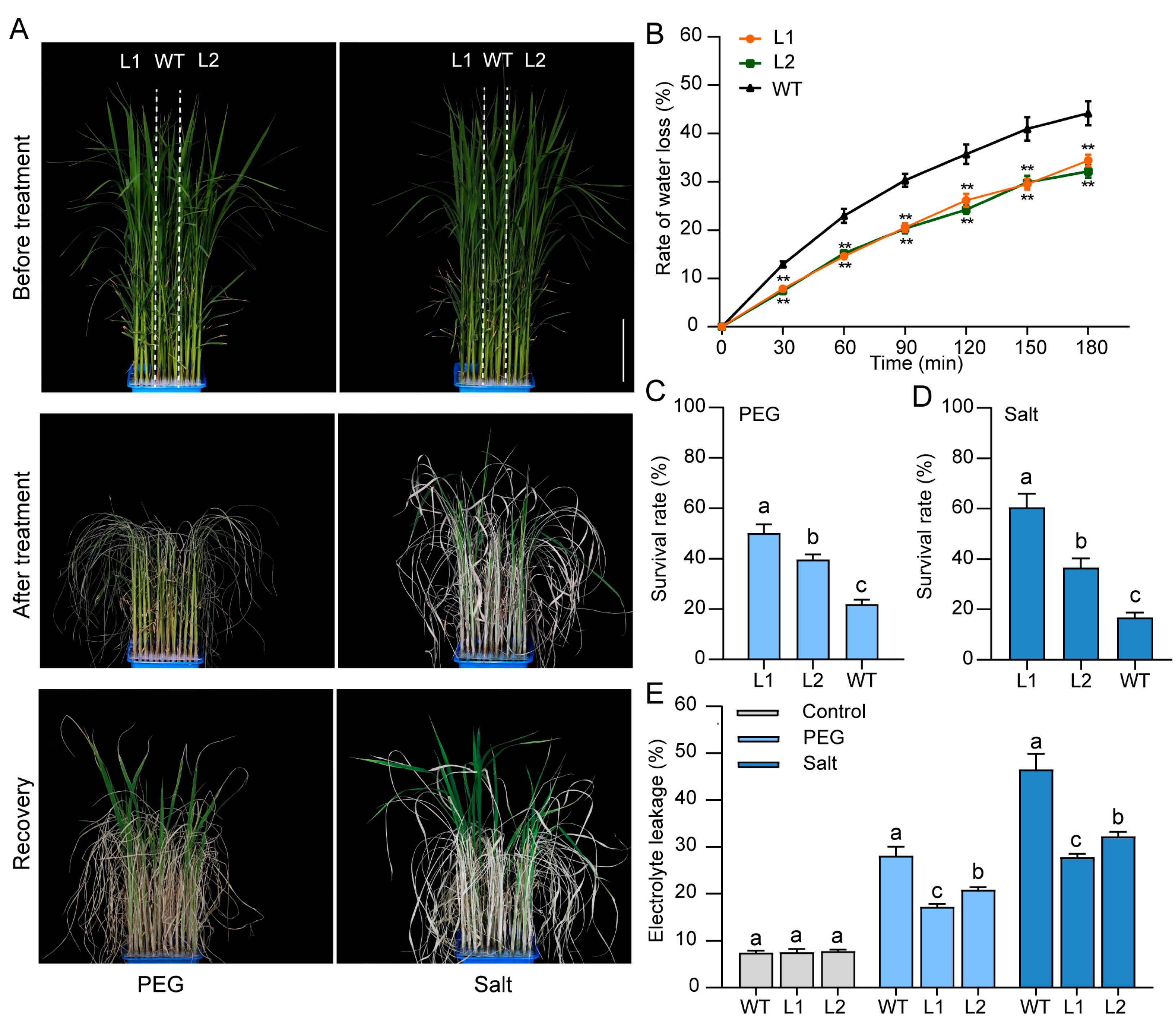 Agriculture 15 02091 g007