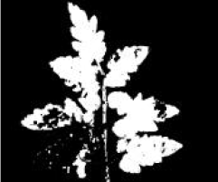 Agriculture 15 02101 i258 Agriculture 15 02101 i258