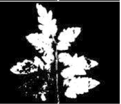 Agriculture 15 02101 i263 Agriculture 15 02101 i263