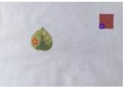 Agriculture 15 02101 i370 Agriculture 15 02101 i370