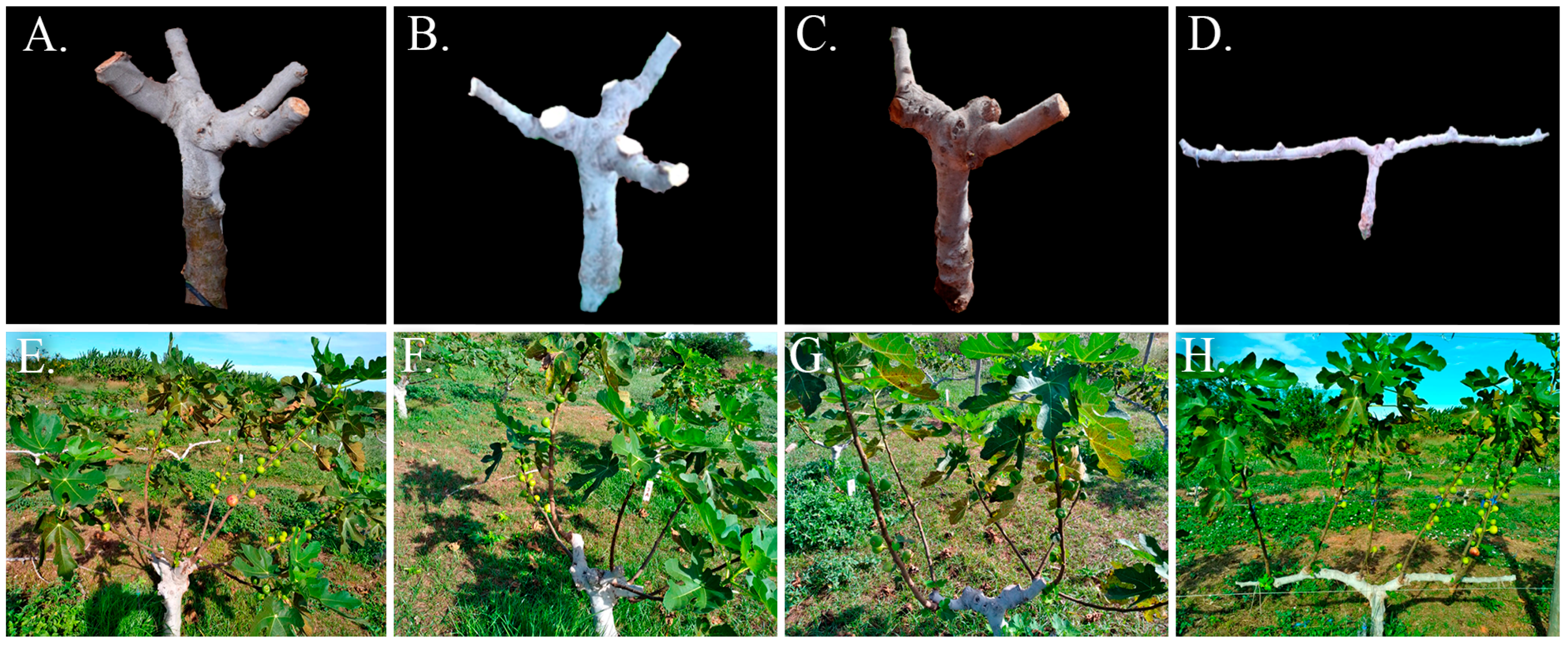 Agriculture 15 02128 g003