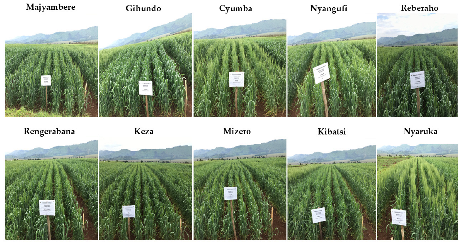 Agriculture 15 02160 g001