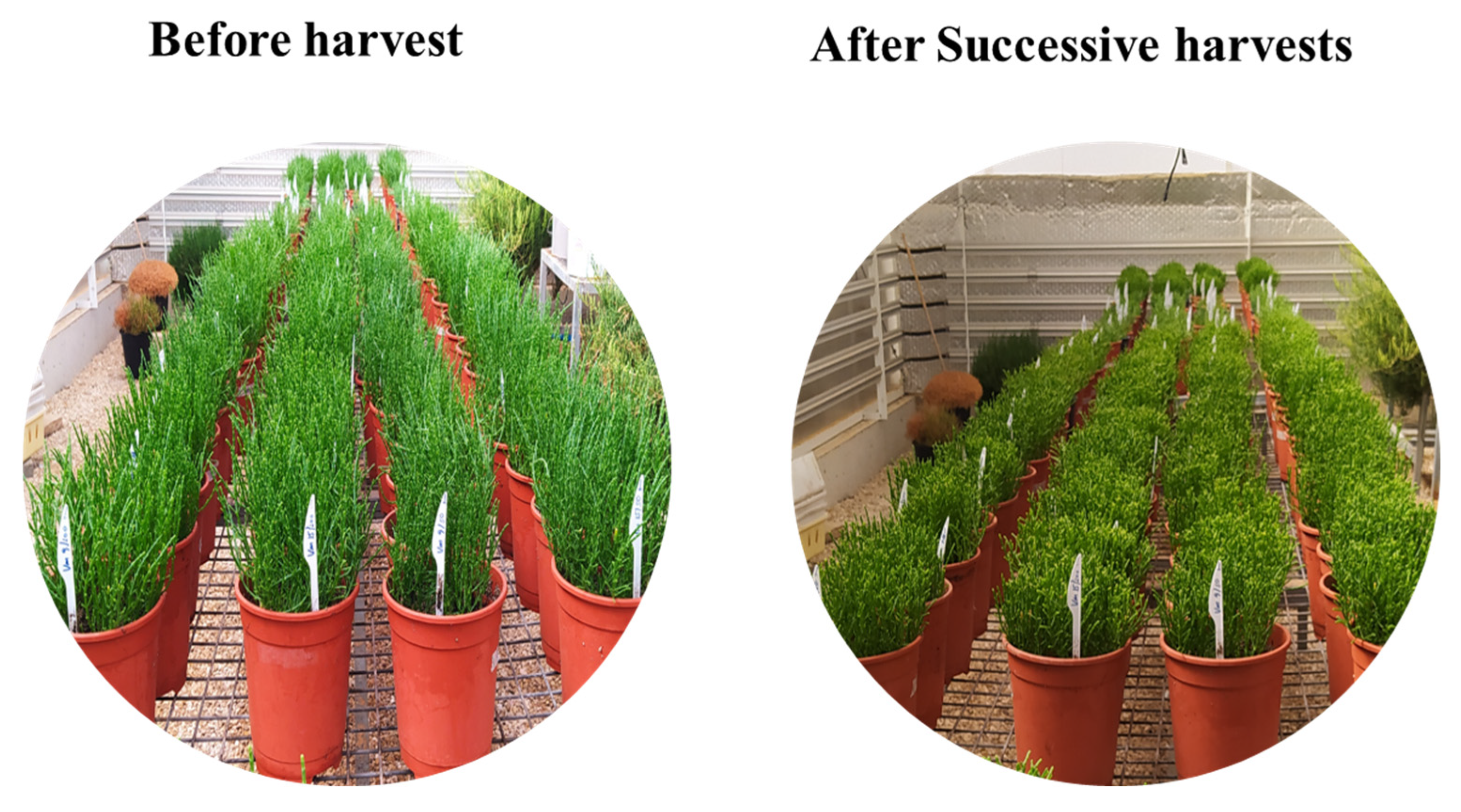 Agriculture 15 02182 g002 Agriculture 15 02182 g002