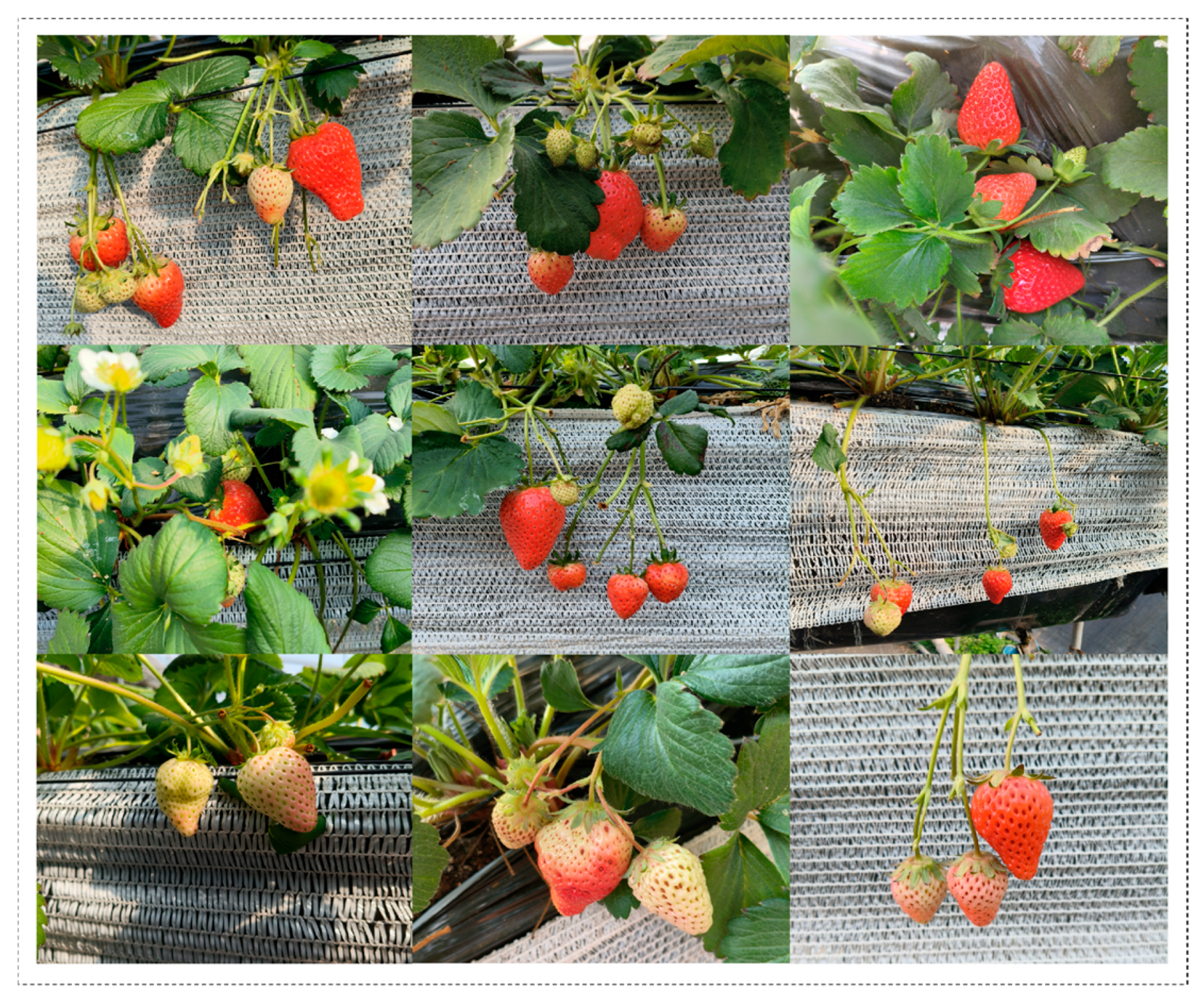 Agriculture 15 02212 g002