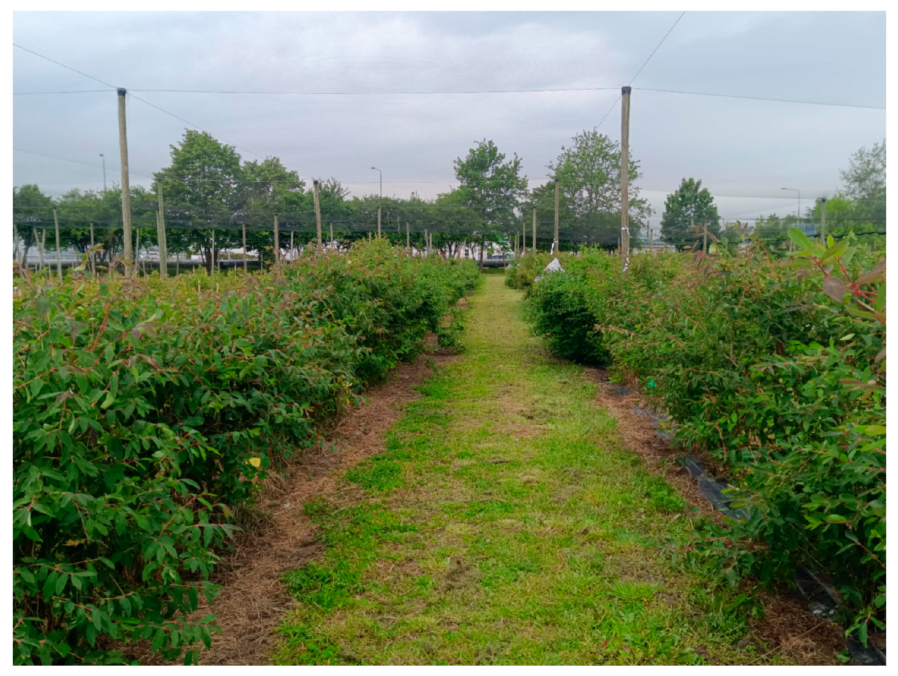 Agriculture 15 02225 sch001