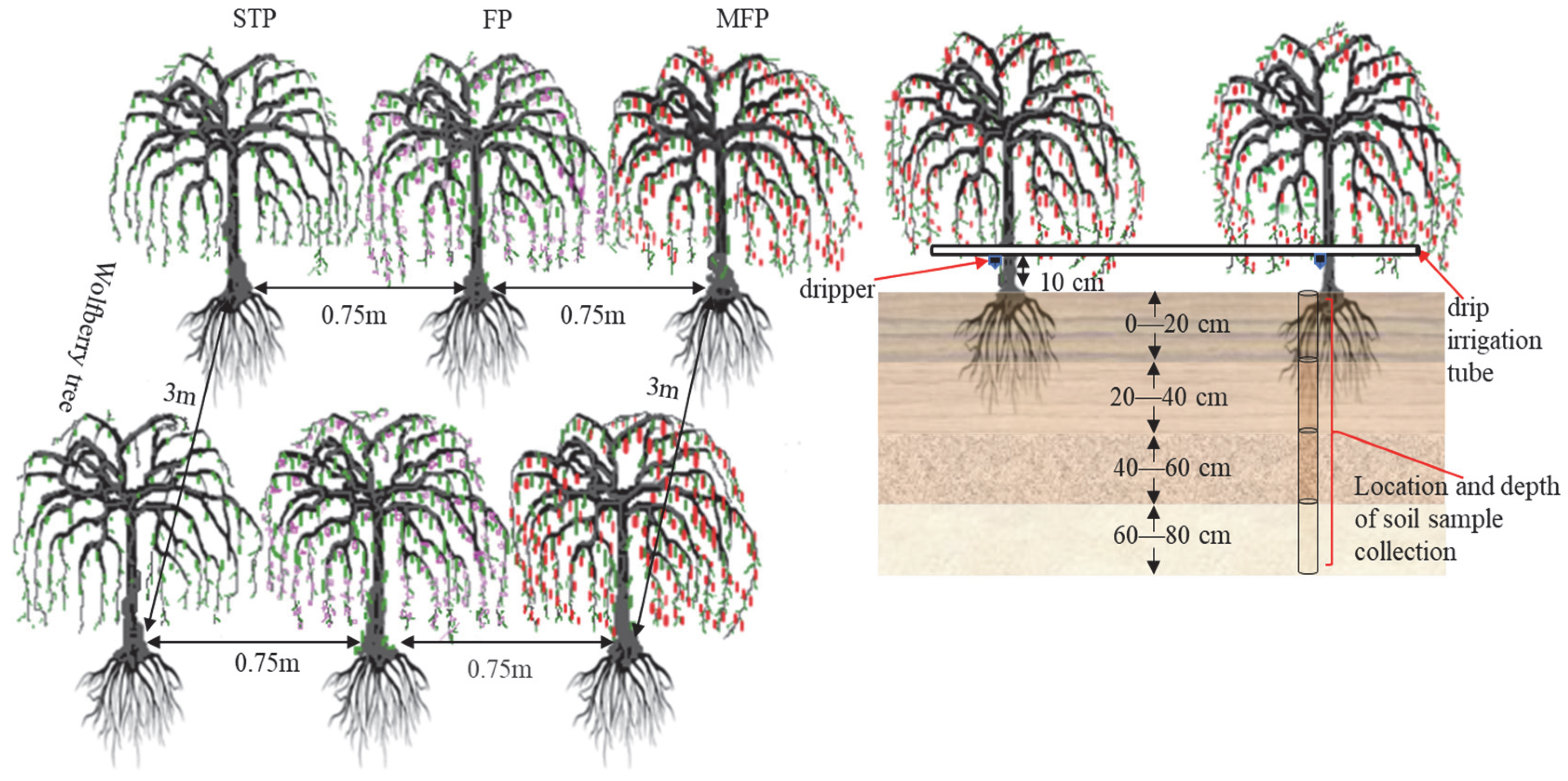 Agriculture 15 02237 g003 Agriculture 15 02237 g003
