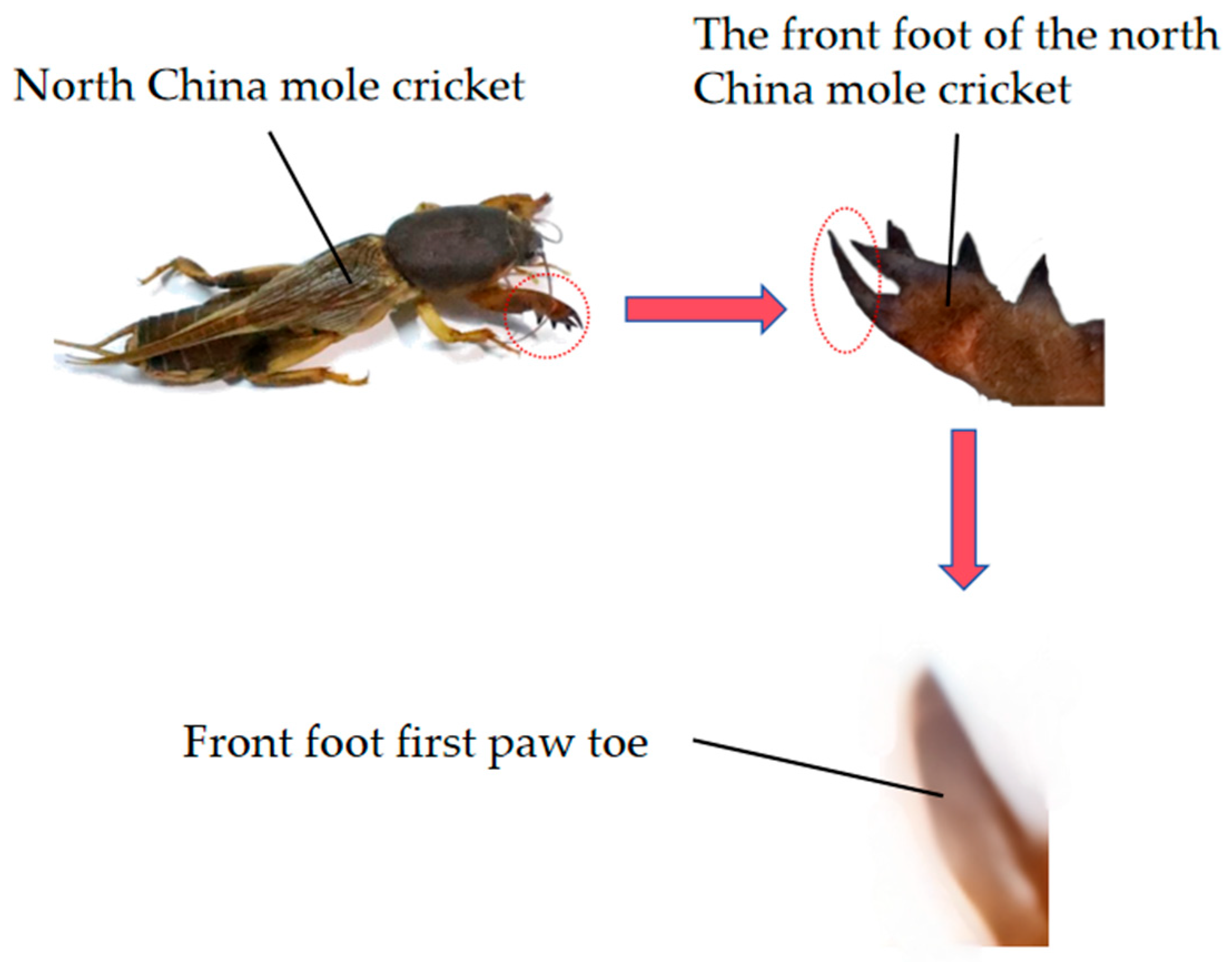 Agriculture 15 02260 g001