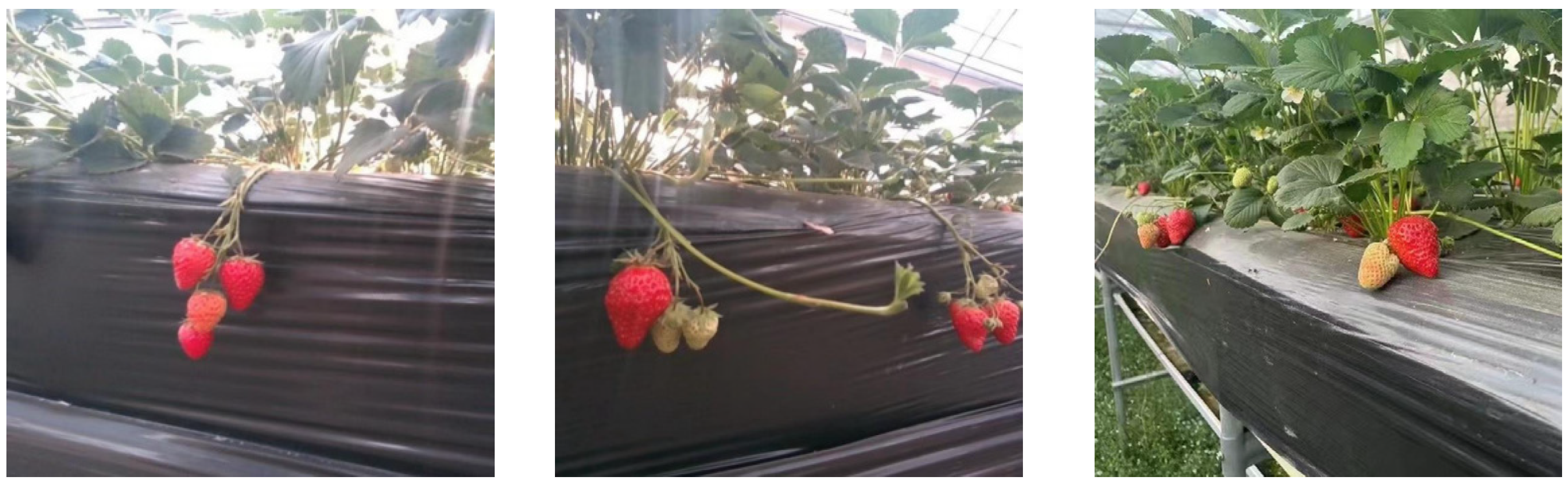 Agriculture 15 02263 g001