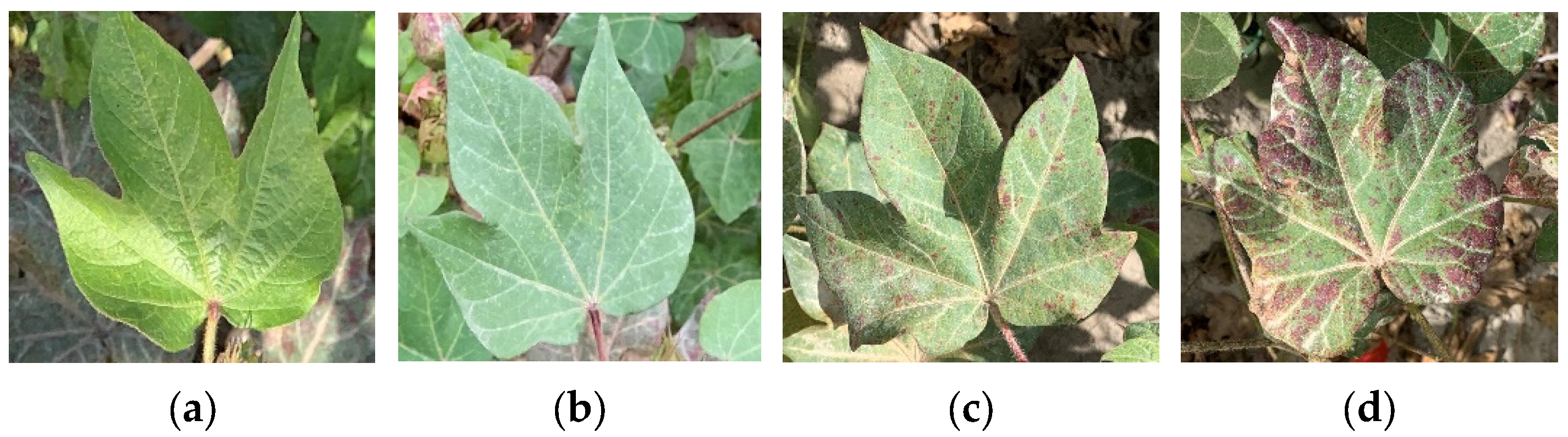 Agriculture 15 02277 g002 Agriculture 15 02277 g002