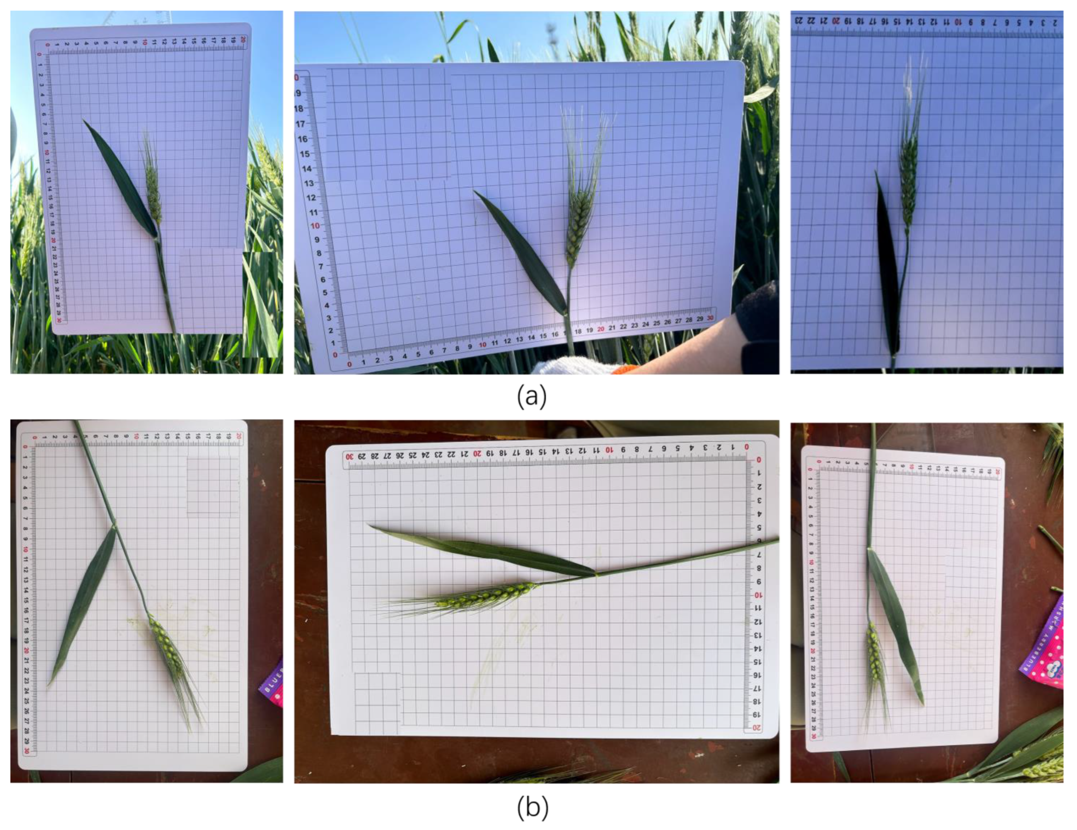 Agriculture 15 02295 g002 Agriculture 15 02295 g002