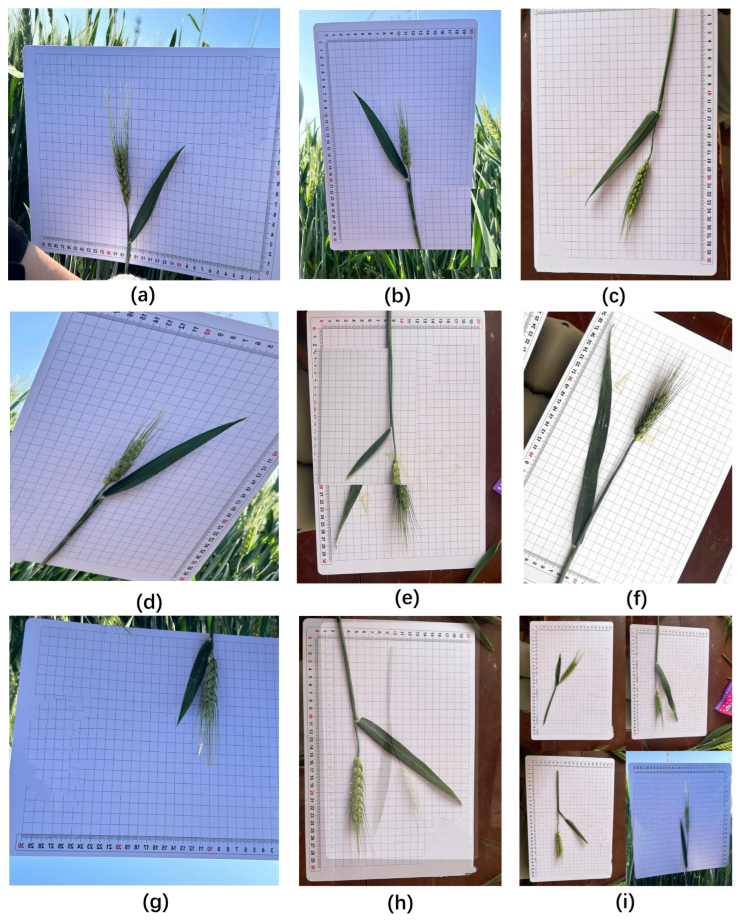 Agriculture 15 02295 g003 Agriculture 15 02295 g003