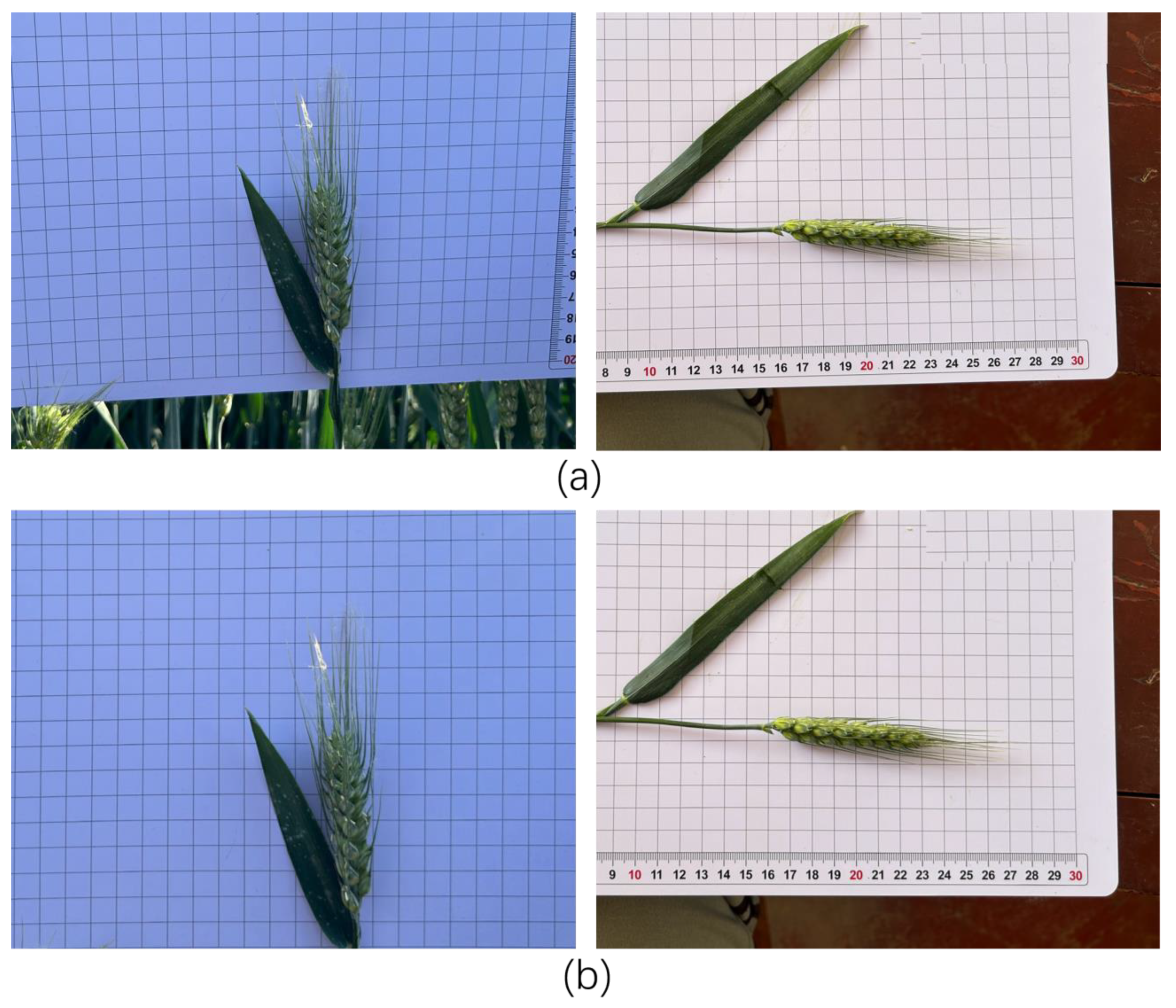 Agriculture 15 02295 g012 Agriculture 15 02295 g012