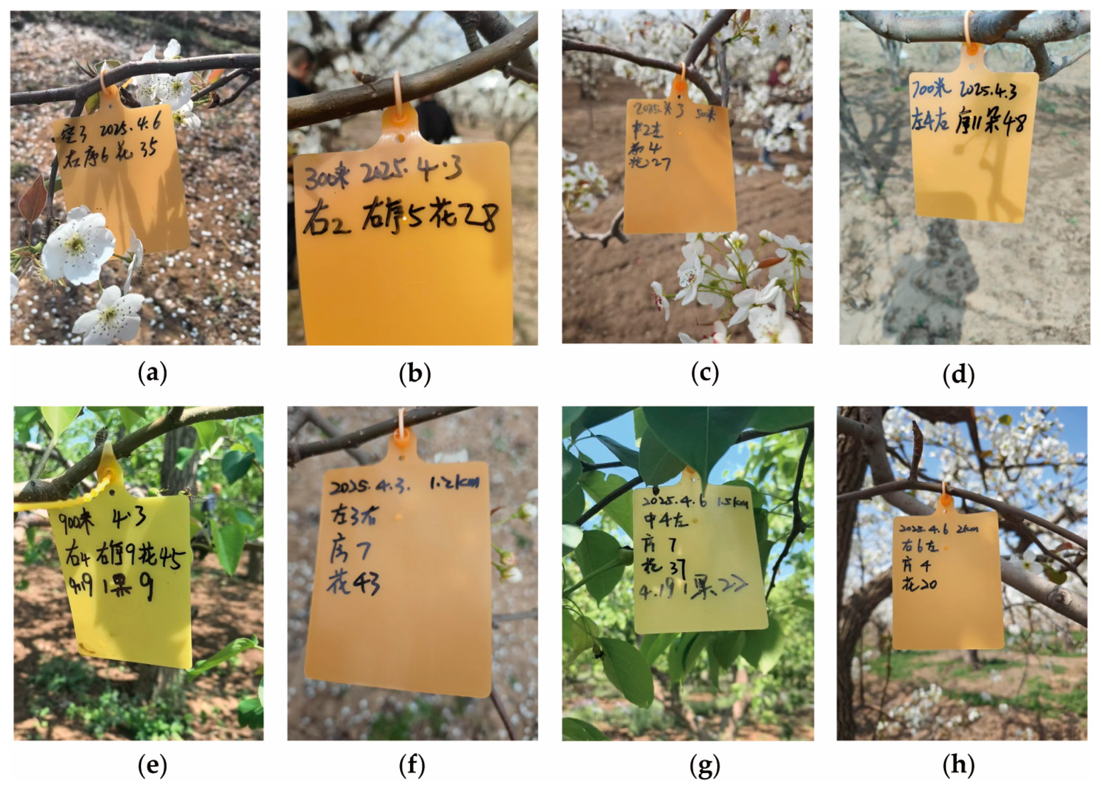 Agriculture 15 02302 g003 Agriculture 15 02302 g003