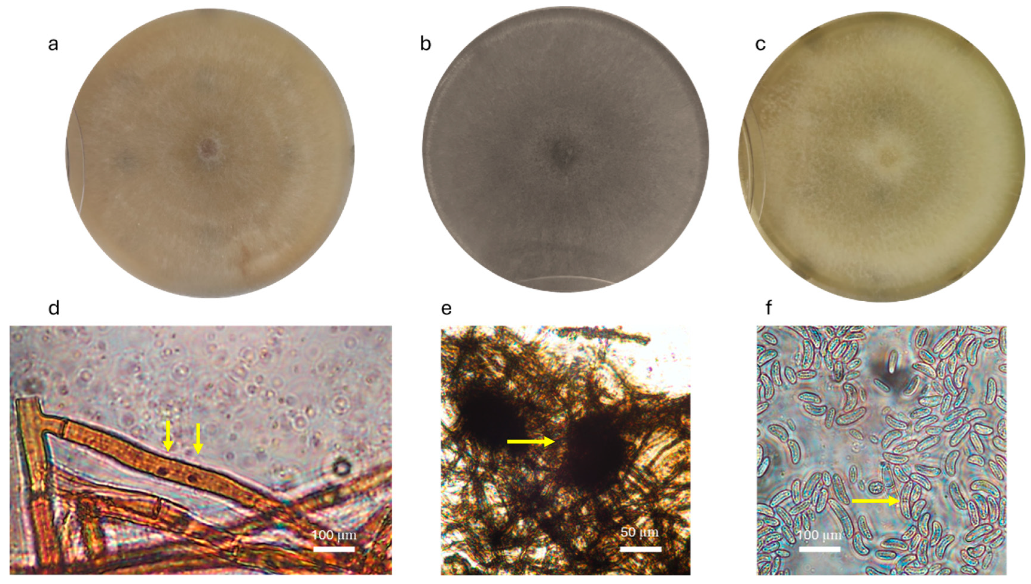 Agriculture 15 02309 g003 Agriculture 15 02309 g003
