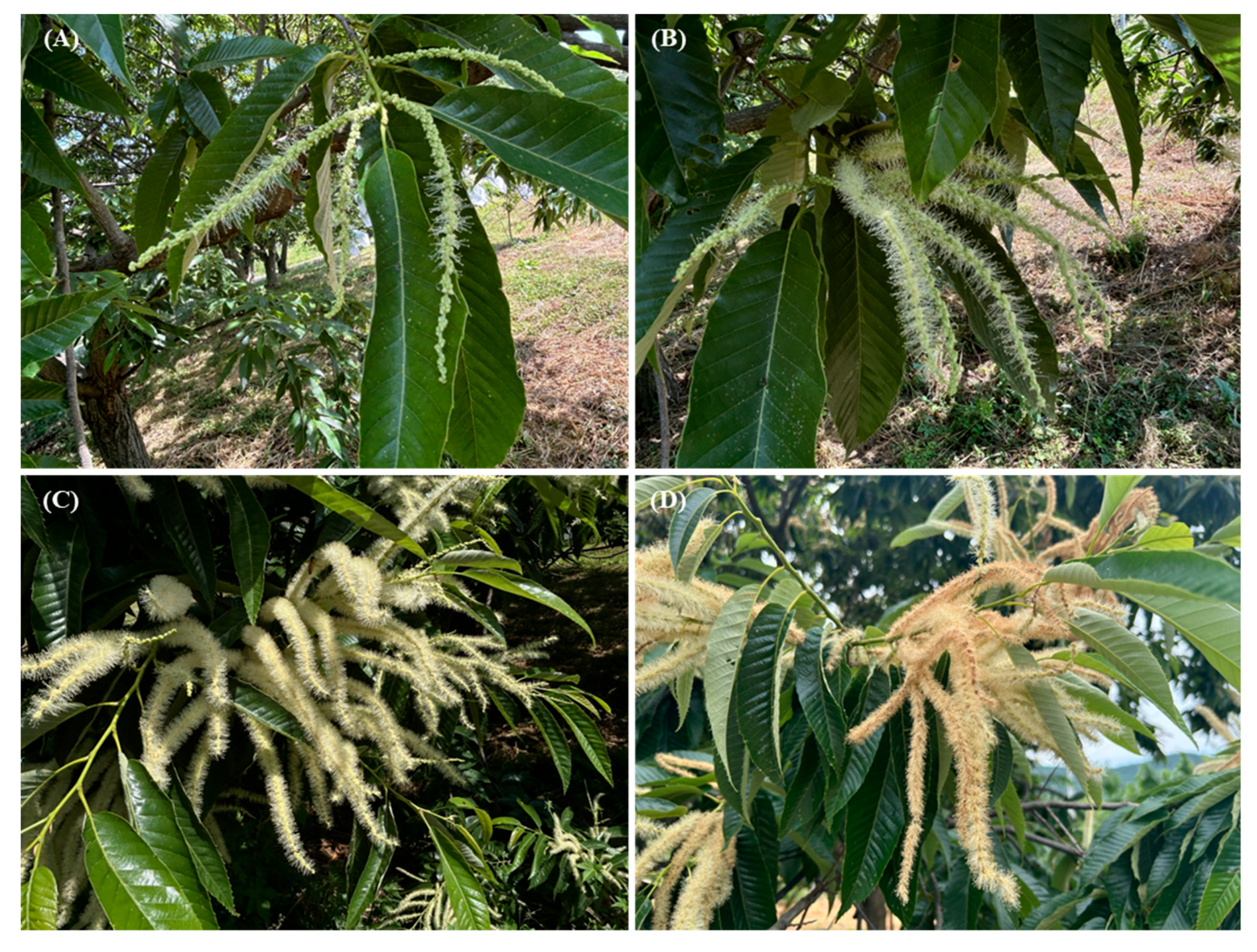 Agriculture 15 02358 g001