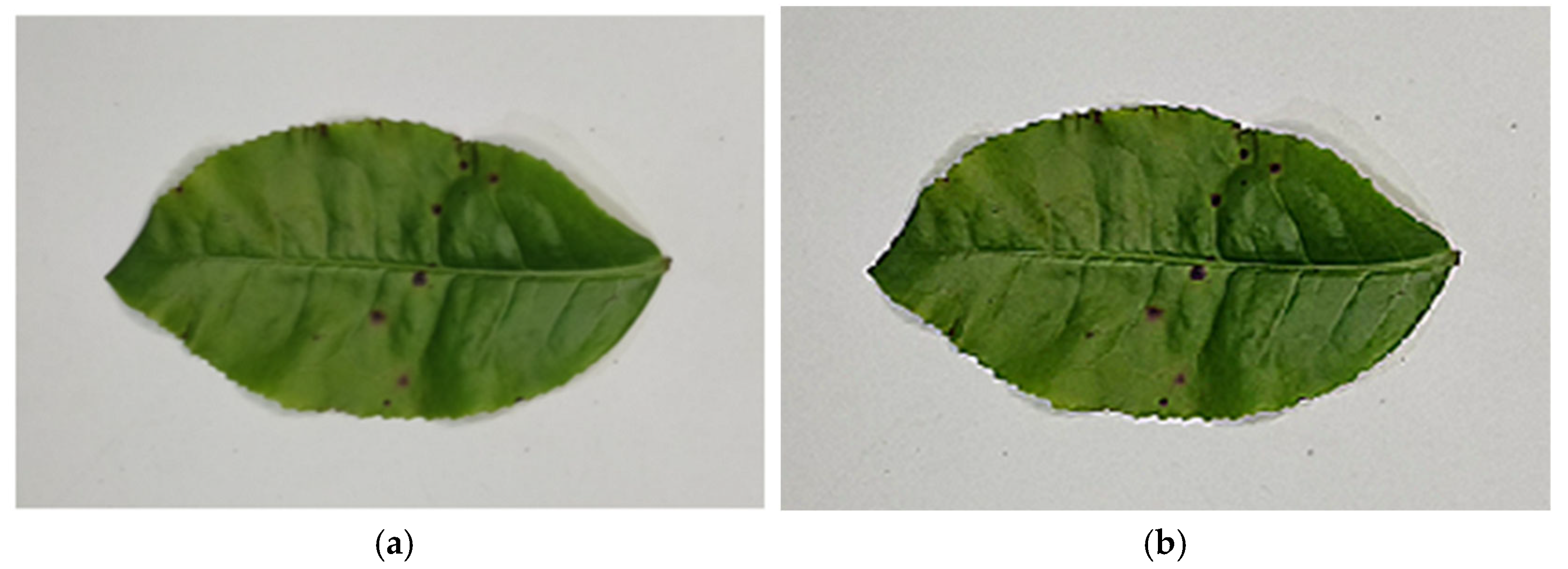 Agriculture 15 02372 g004