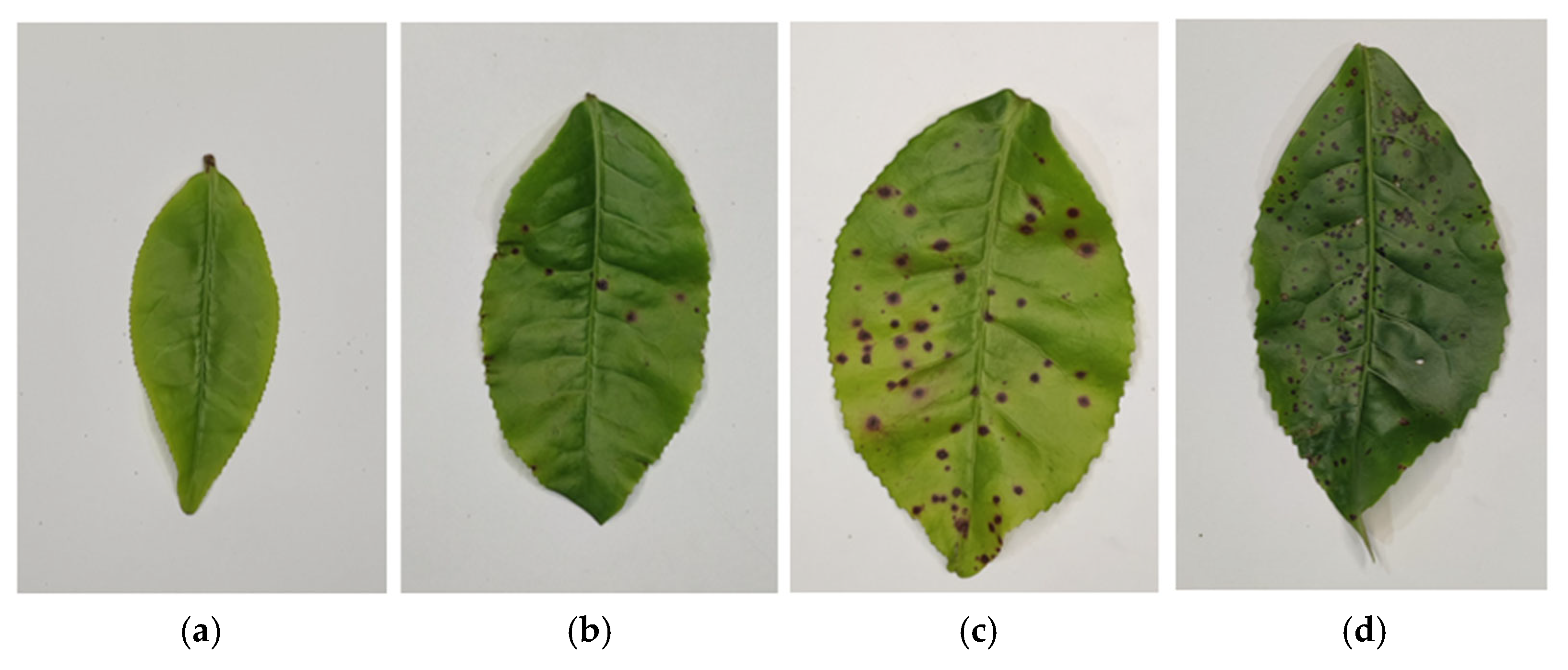 Agriculture 15 02372 g014