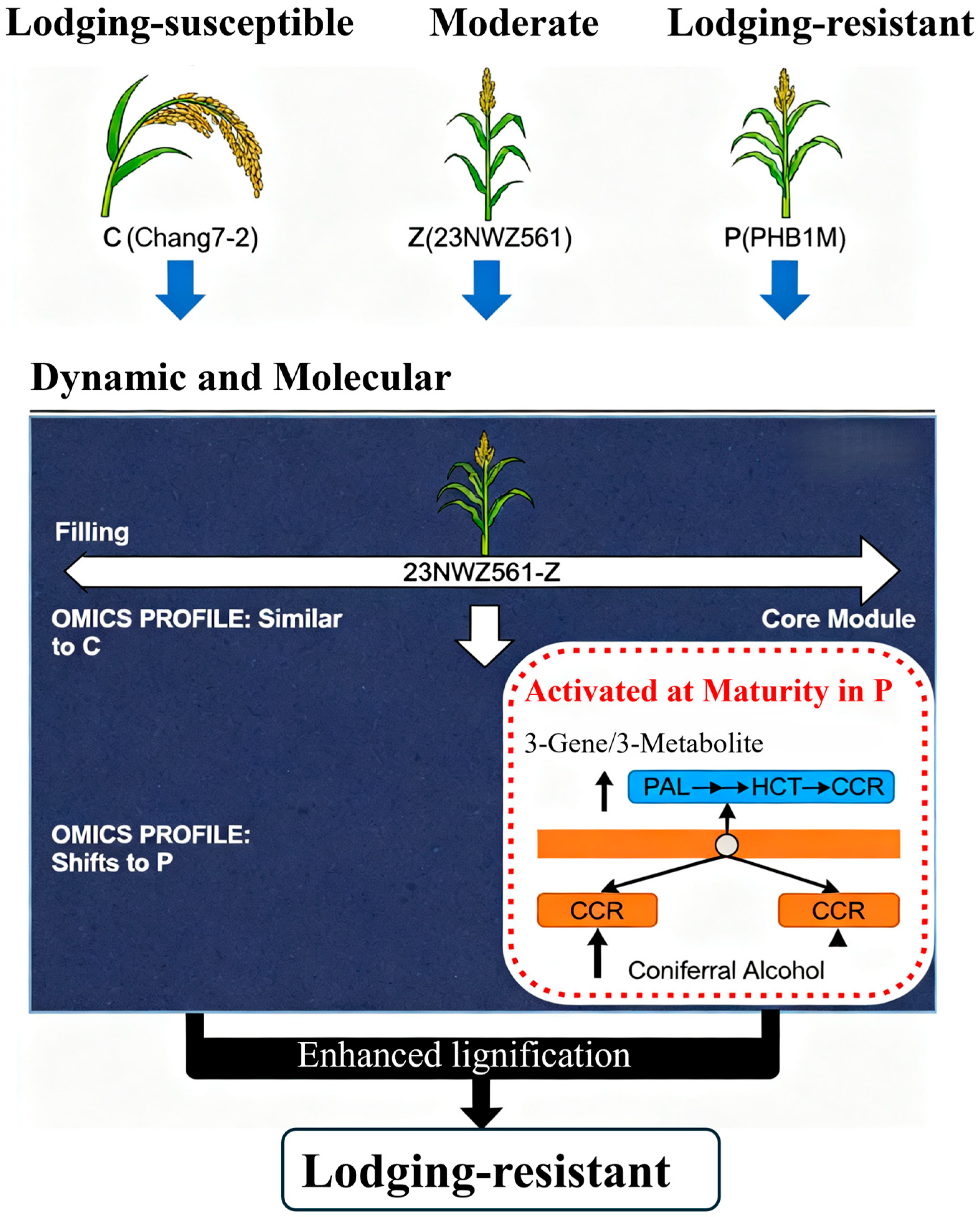 Agriculture 15 02416 g007 Agriculture 15 02416 g007