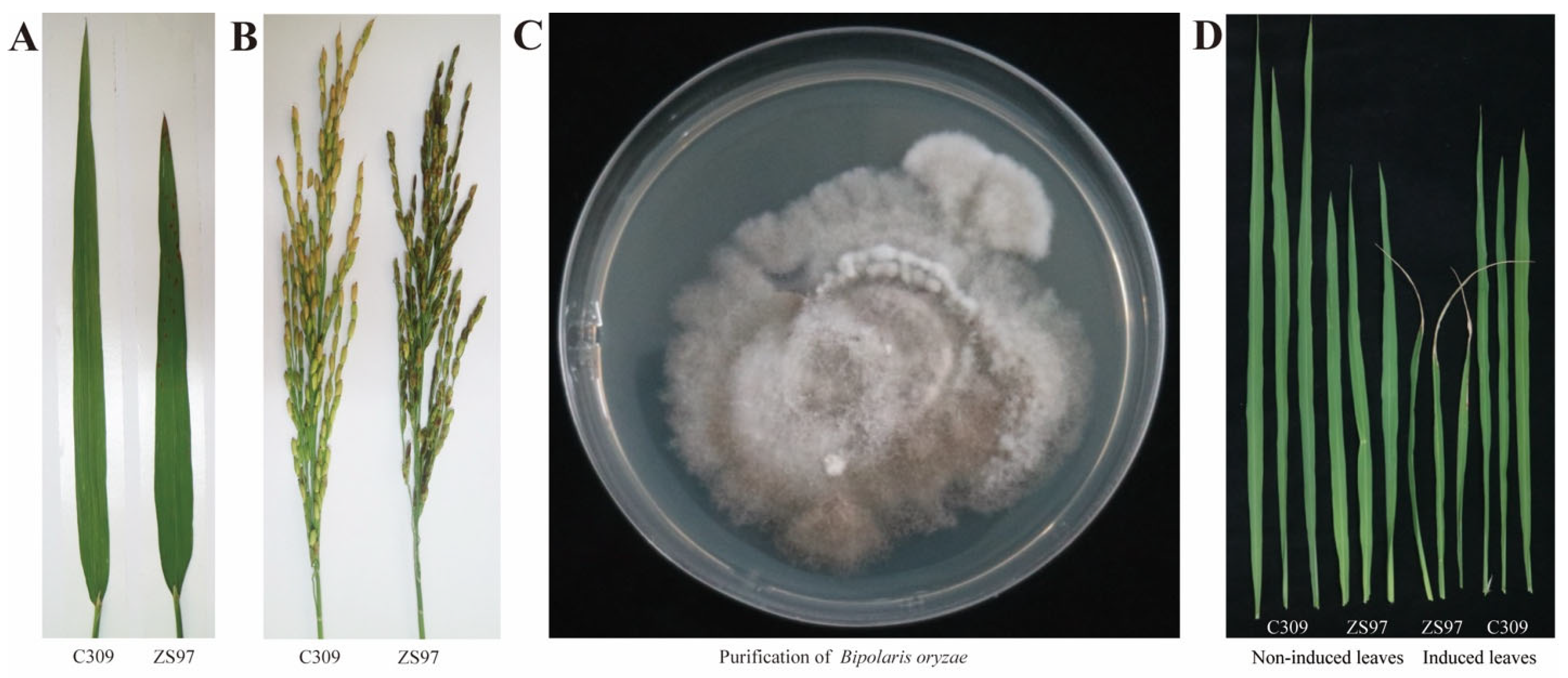 Agriculture 15 02417 g001