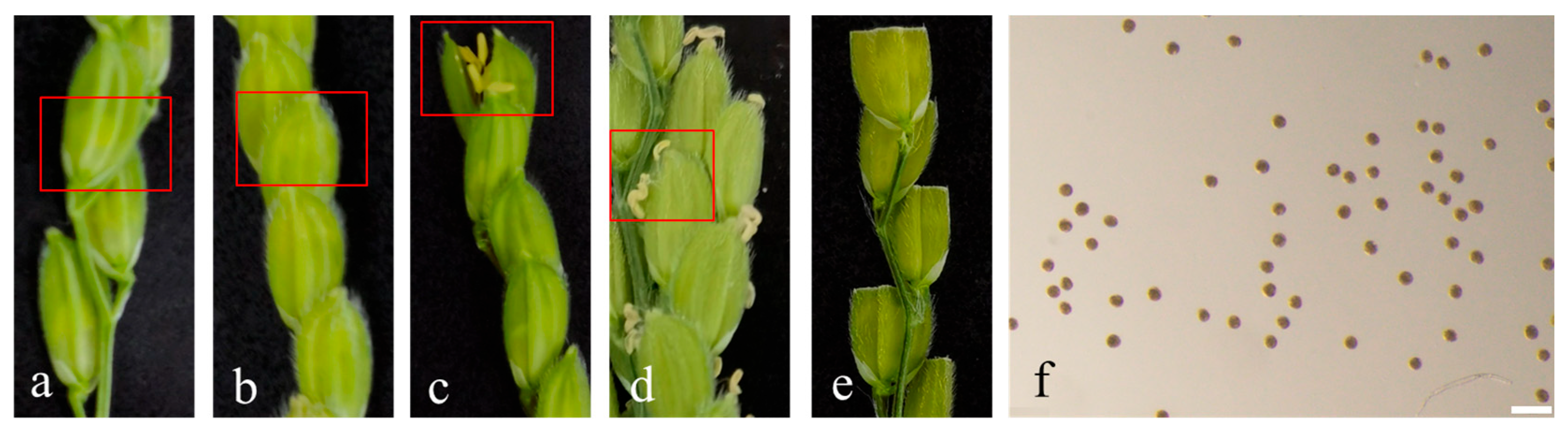 Agriculture 15 02420 g001