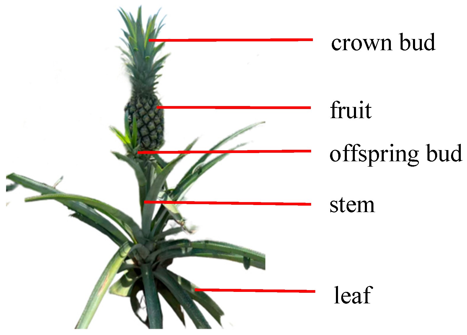 Agriculture 15 02422 g001